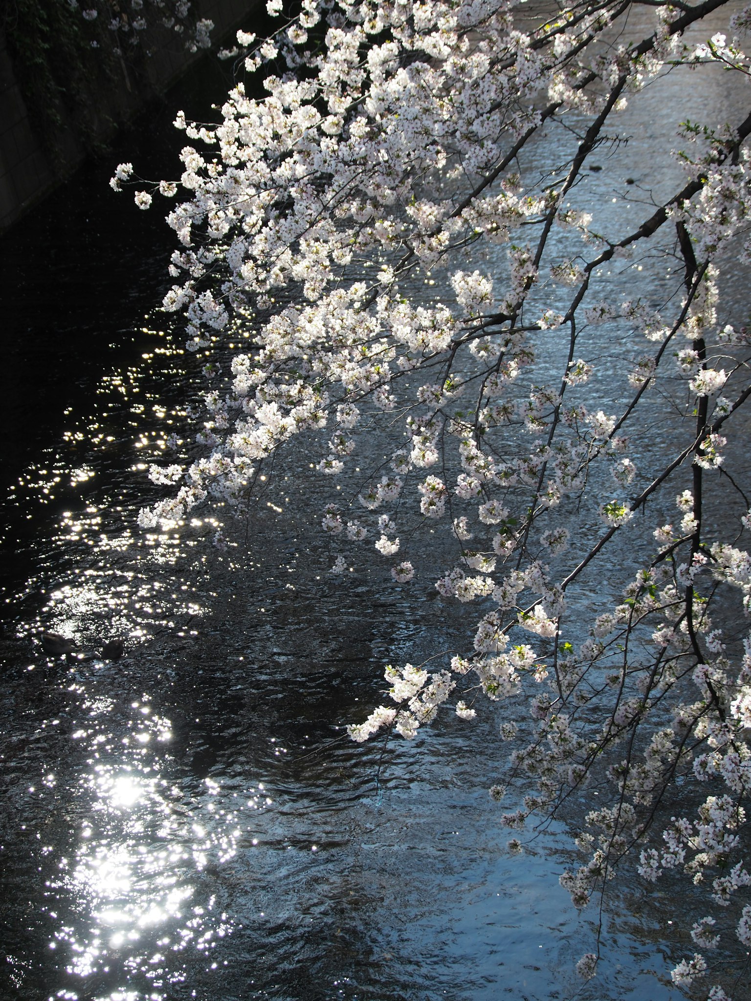 Cherry blossoms over a river with shimmering reflections