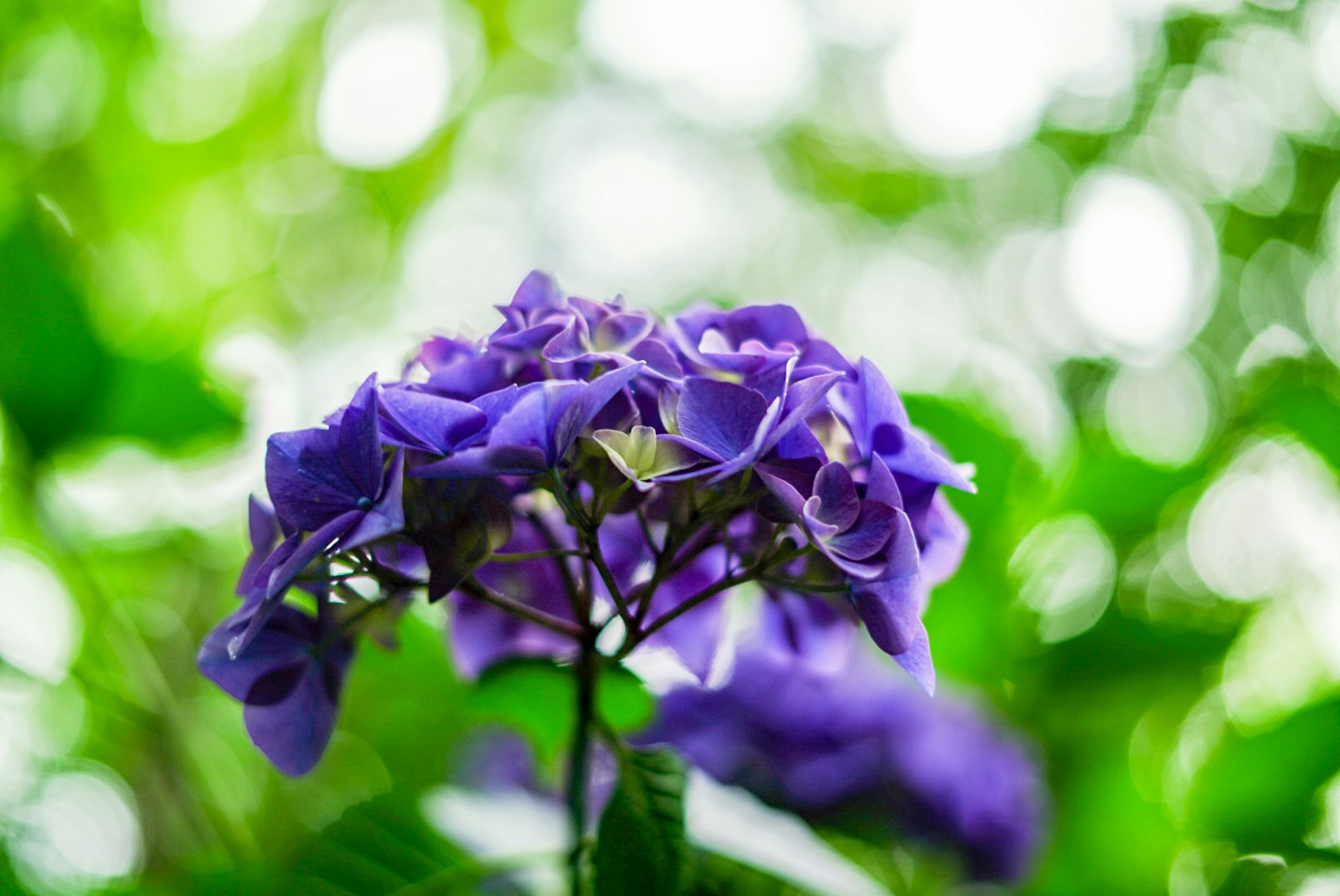 Primer plano de flores de hortensia moradas con bokeh suave