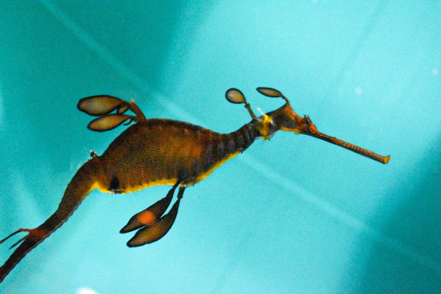 Eine seepferdchenähnliche Kreatur schwimmt unter Wasser