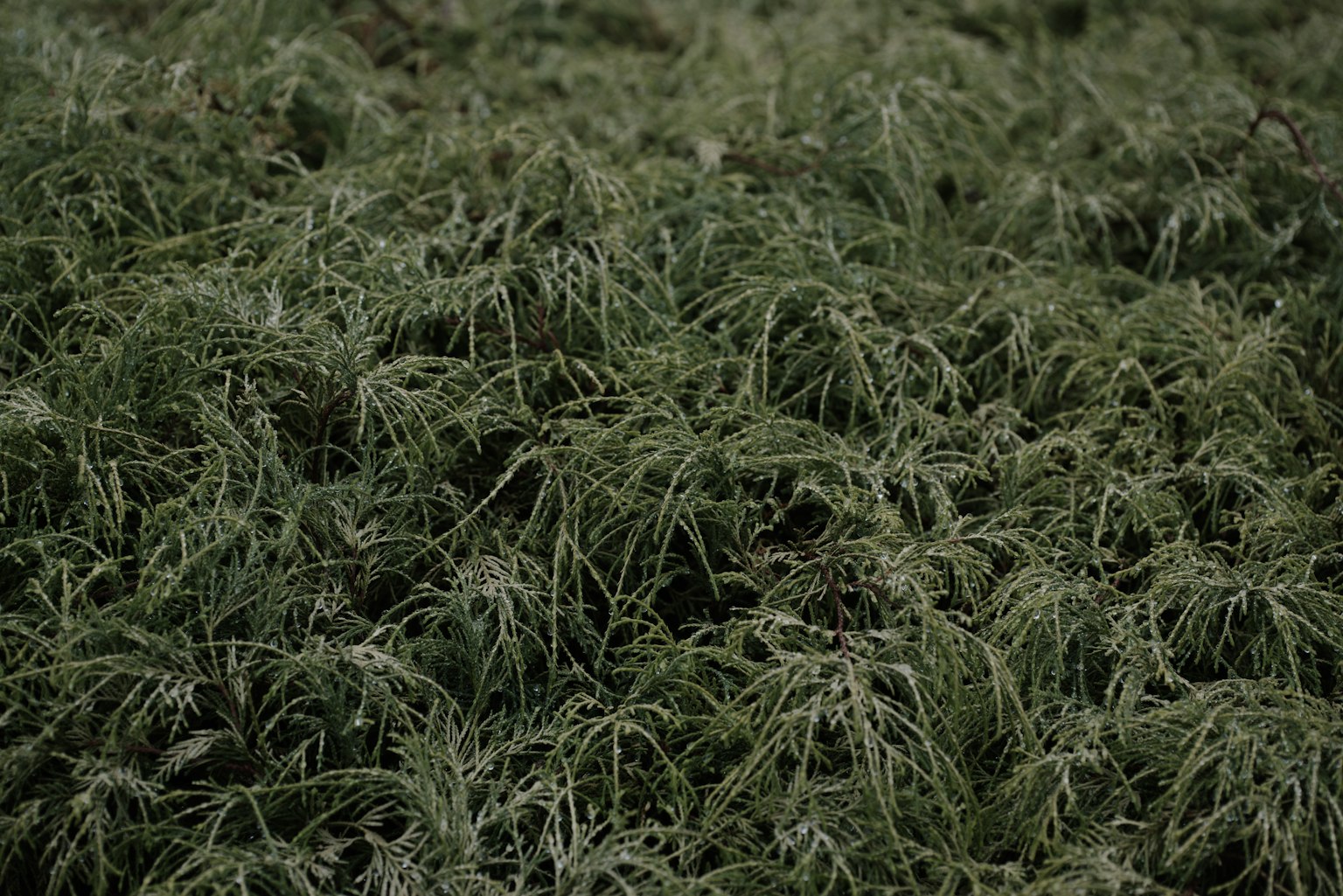 Daun hijau lebat dengan pola daun yang rumit