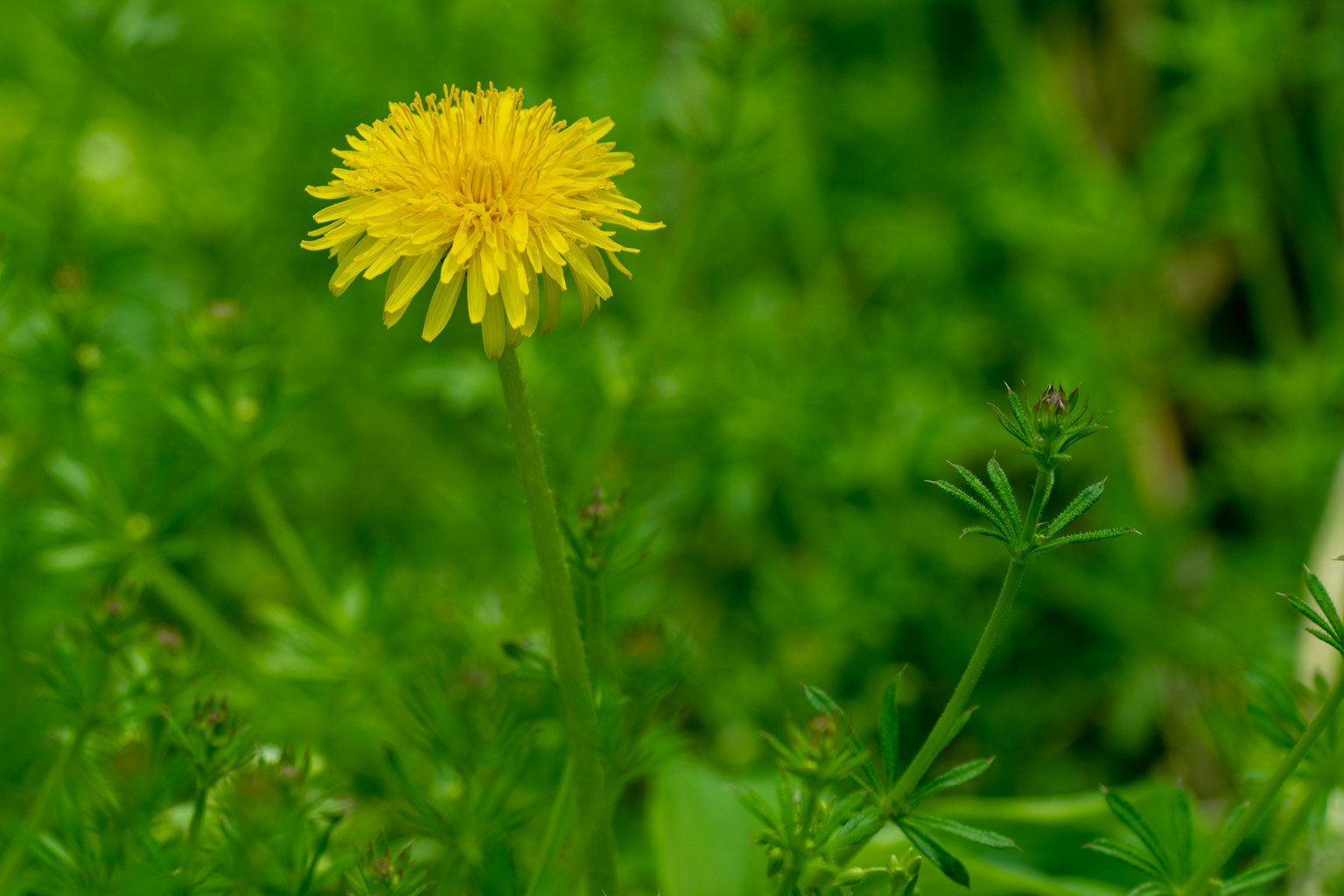 Bunga dandelion kuning cerah di latar belakang hijau