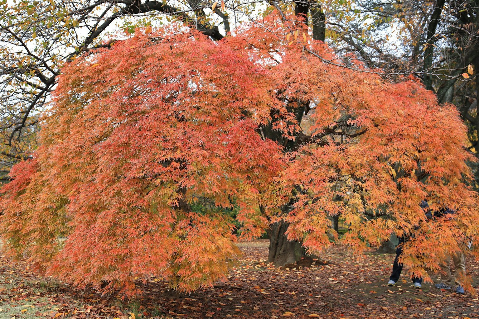 Grand arbre avec de belles feuilles rouges et oranges