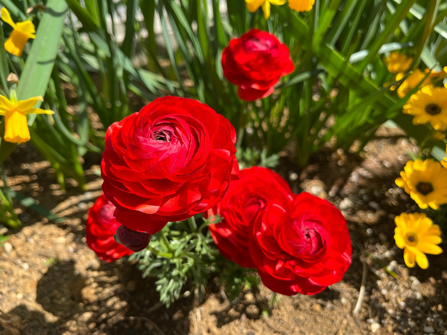Una escena de jardín con flores de ranúnculo rojas vibrantes rodeadas de margaritas amarillas
