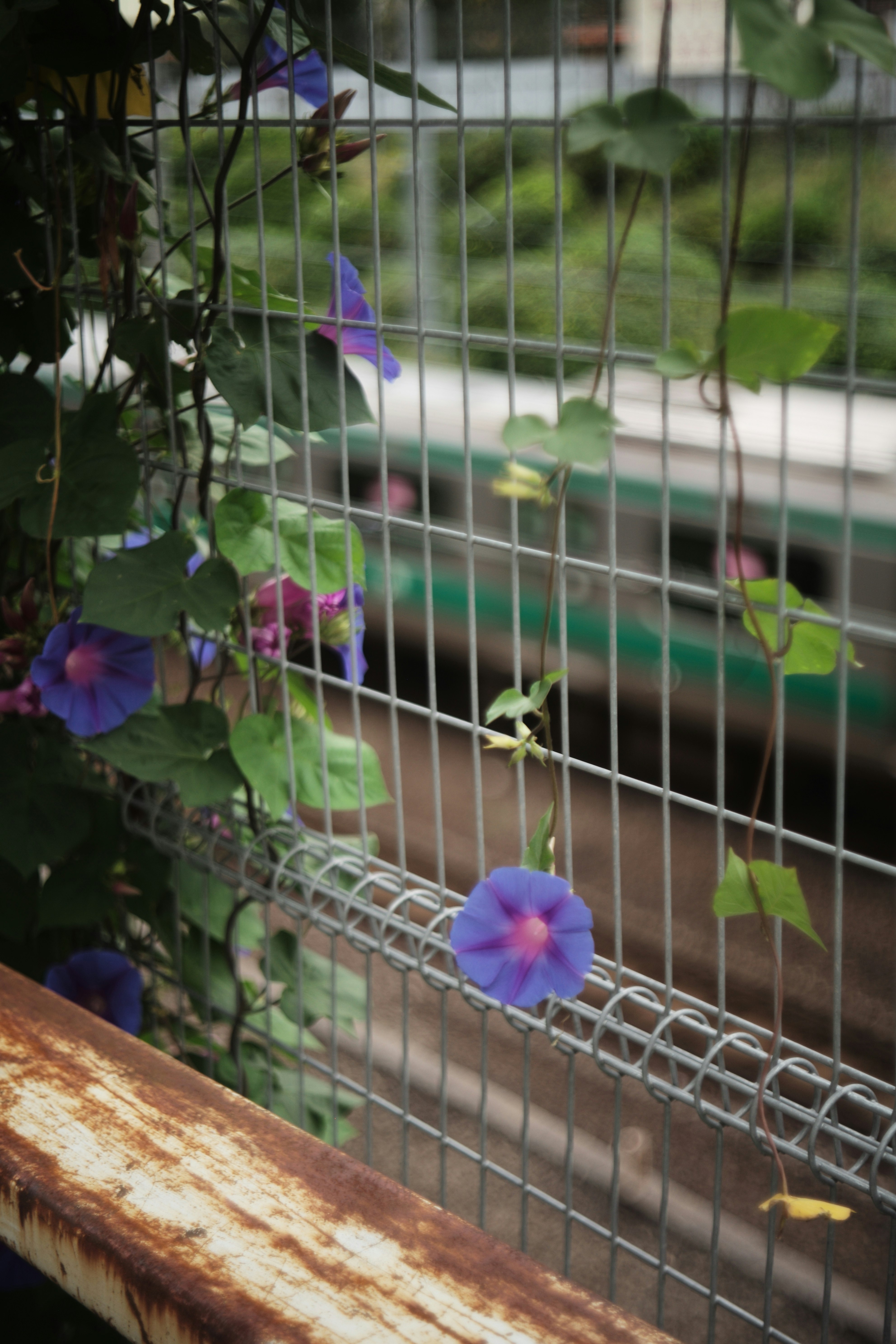 金網越しに咲く色鮮やかな花と街の路地のような風景