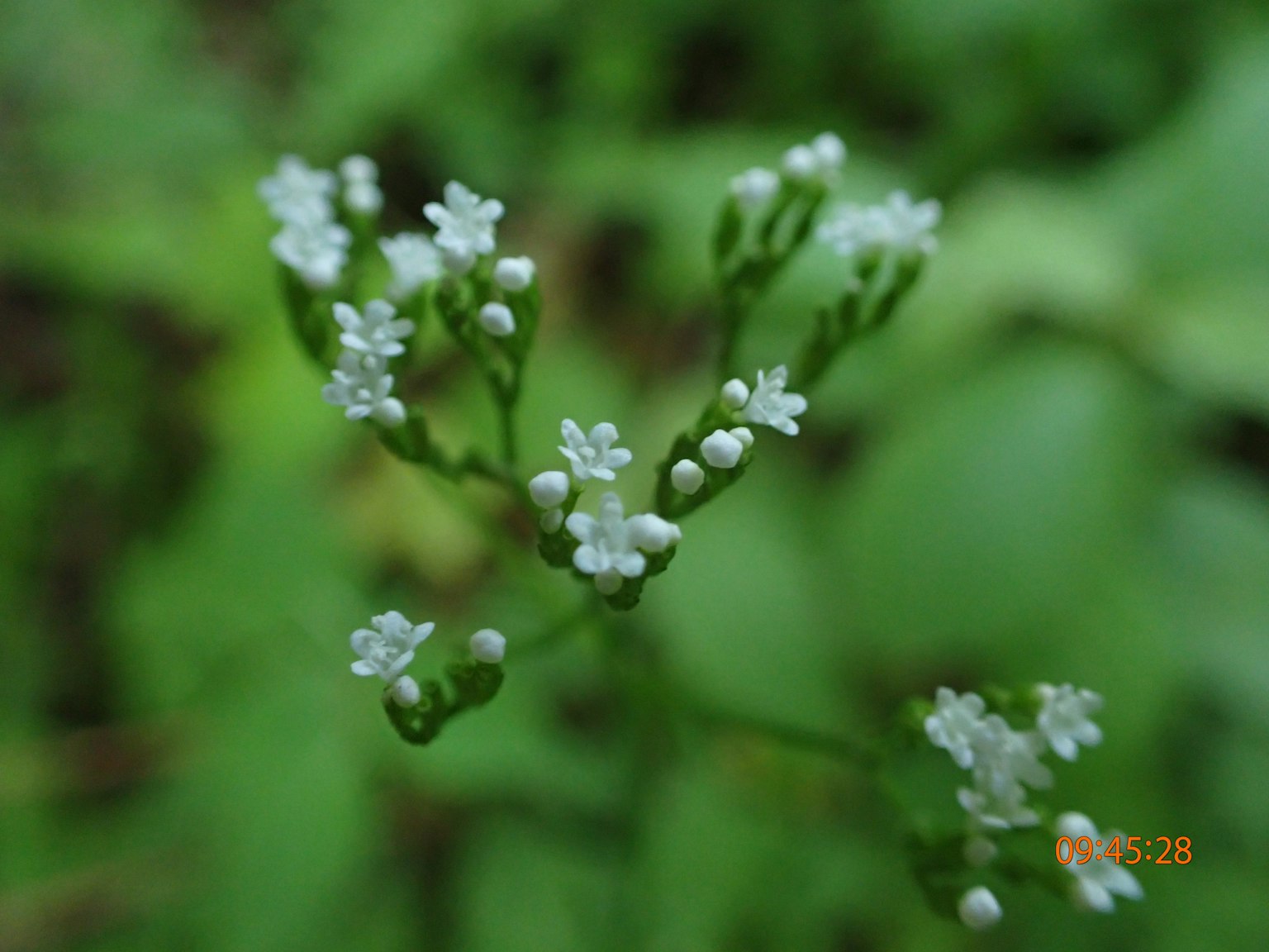 特寫綠色植物與小白花