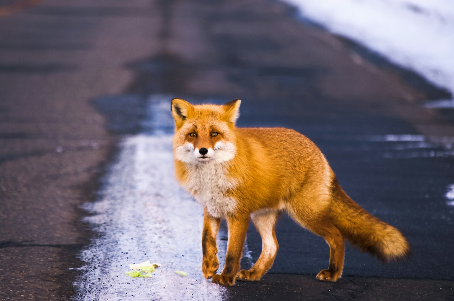 Orange fox standing on snow-covered road