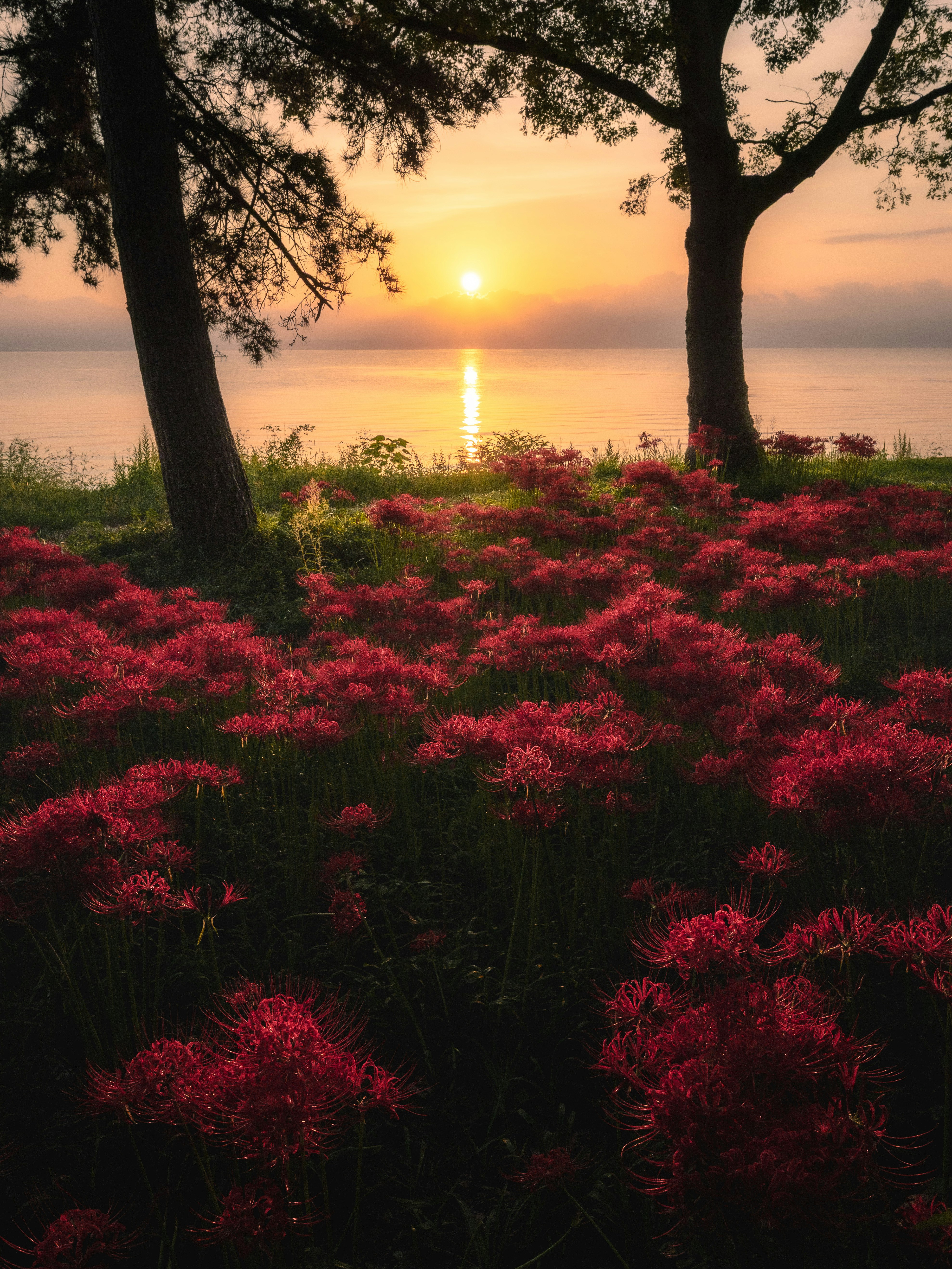 Campo de flores rojas iluminado por el atardecer junto al mar con árboles en silueta
