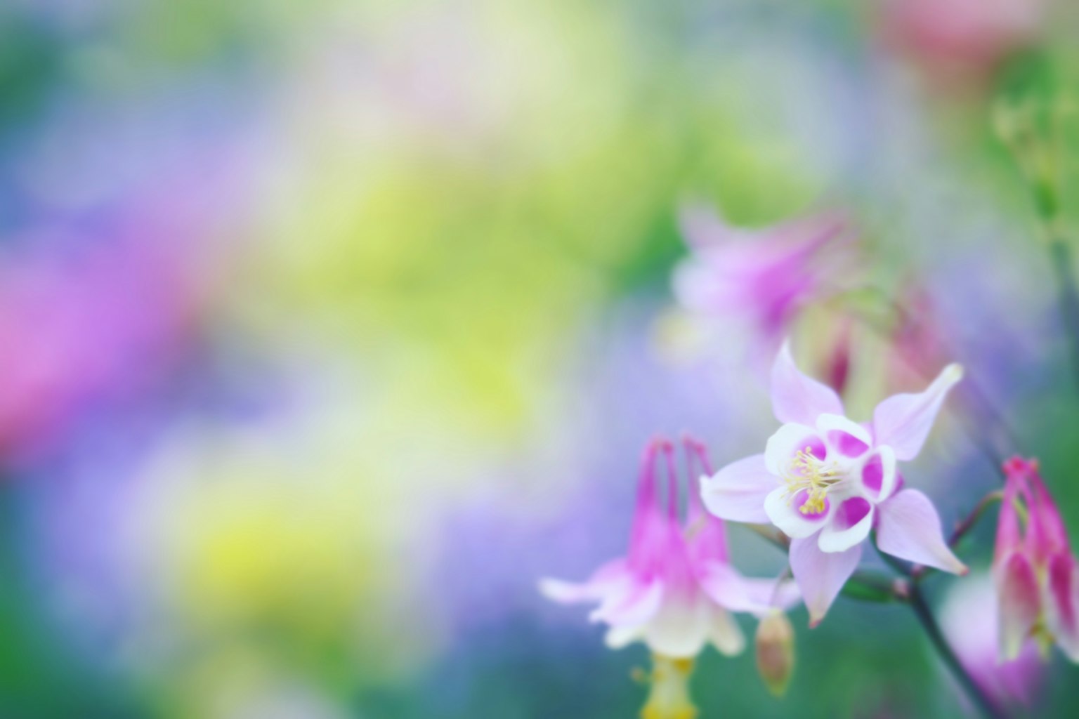 Schöne Szene mit lebhaften Blumen und verschwommenem Hintergrund