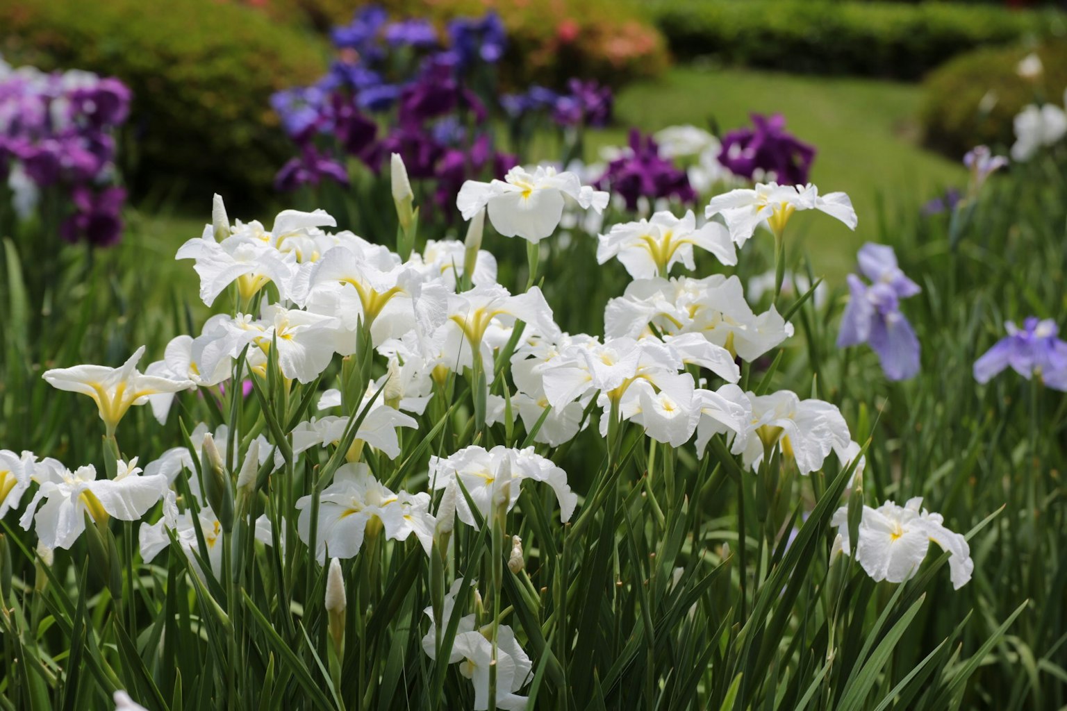一處花園景觀，白色鳶尾花與紫色花朵相映成趣