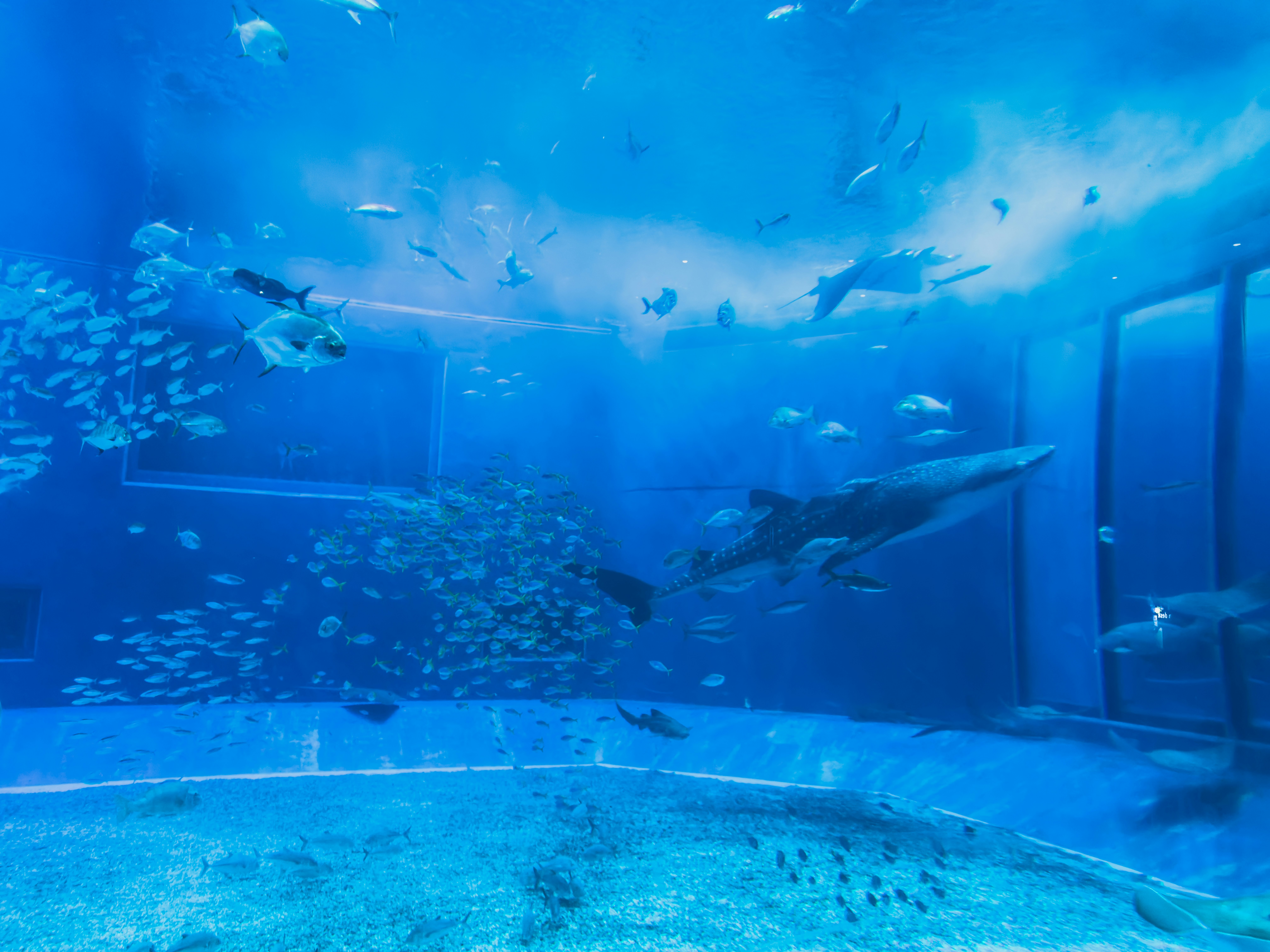 沖縄美ら海水族館の青い水槽で泳ぐ魚たち