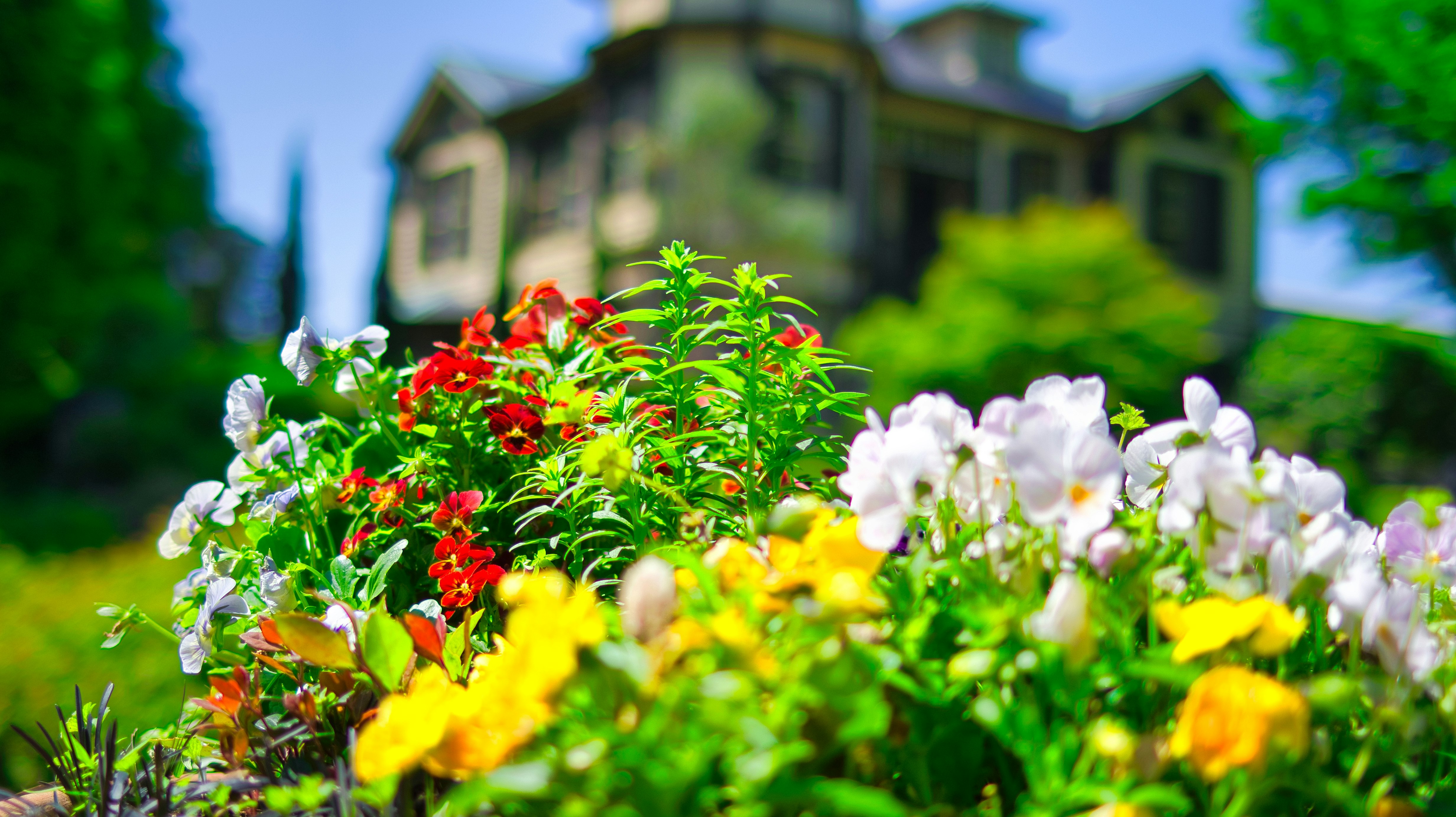 aiuola di fiori colorati in fiore con prato verde in un giardino
