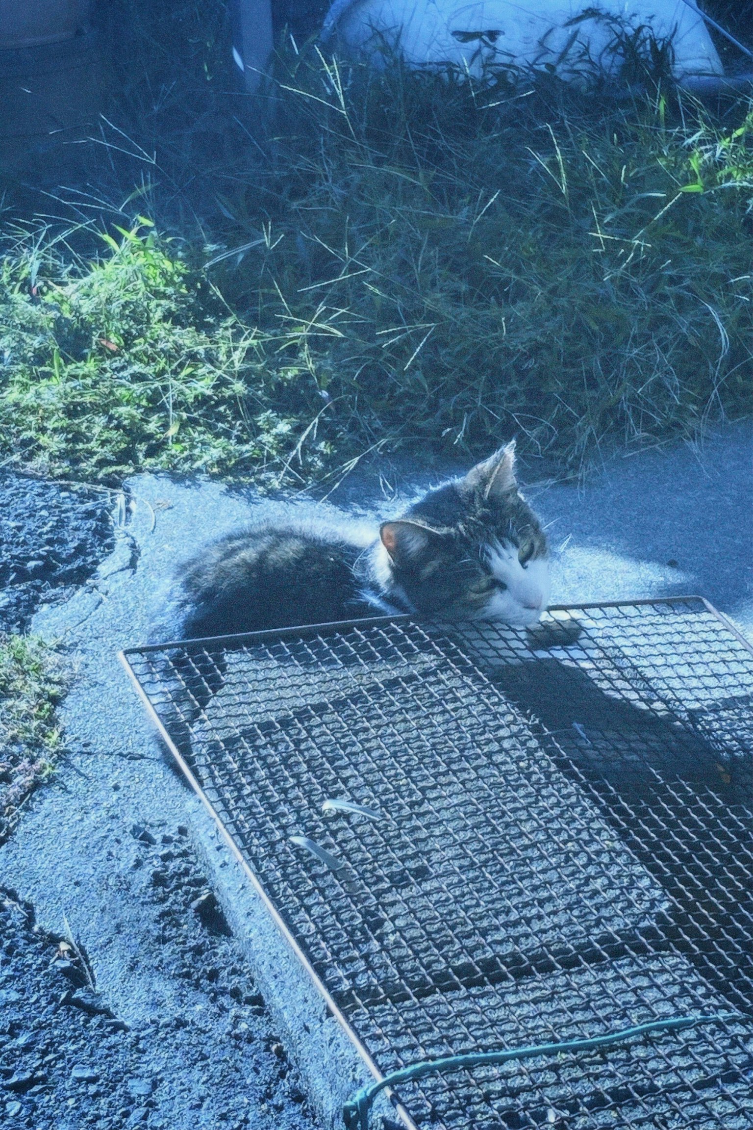 Eine Katze, die auf einer Drahtmatte im blauen Licht liegt