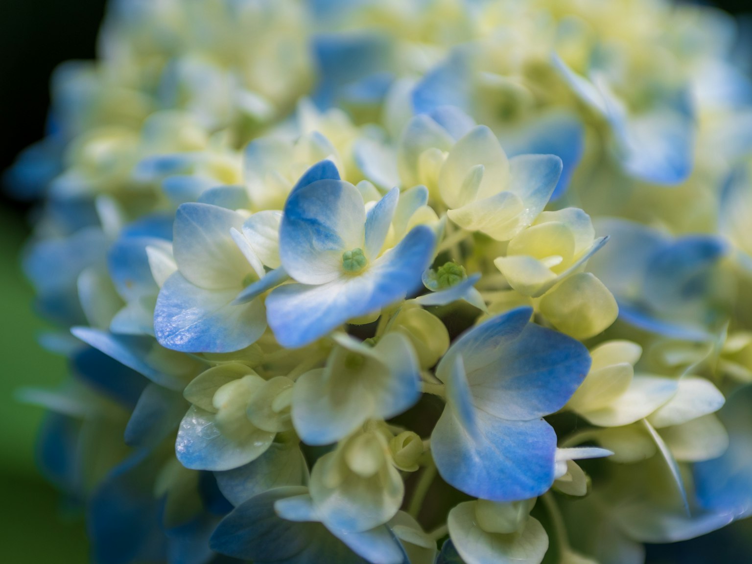 Acercamiento a hermosas flores de hortensia azules y amarillas
