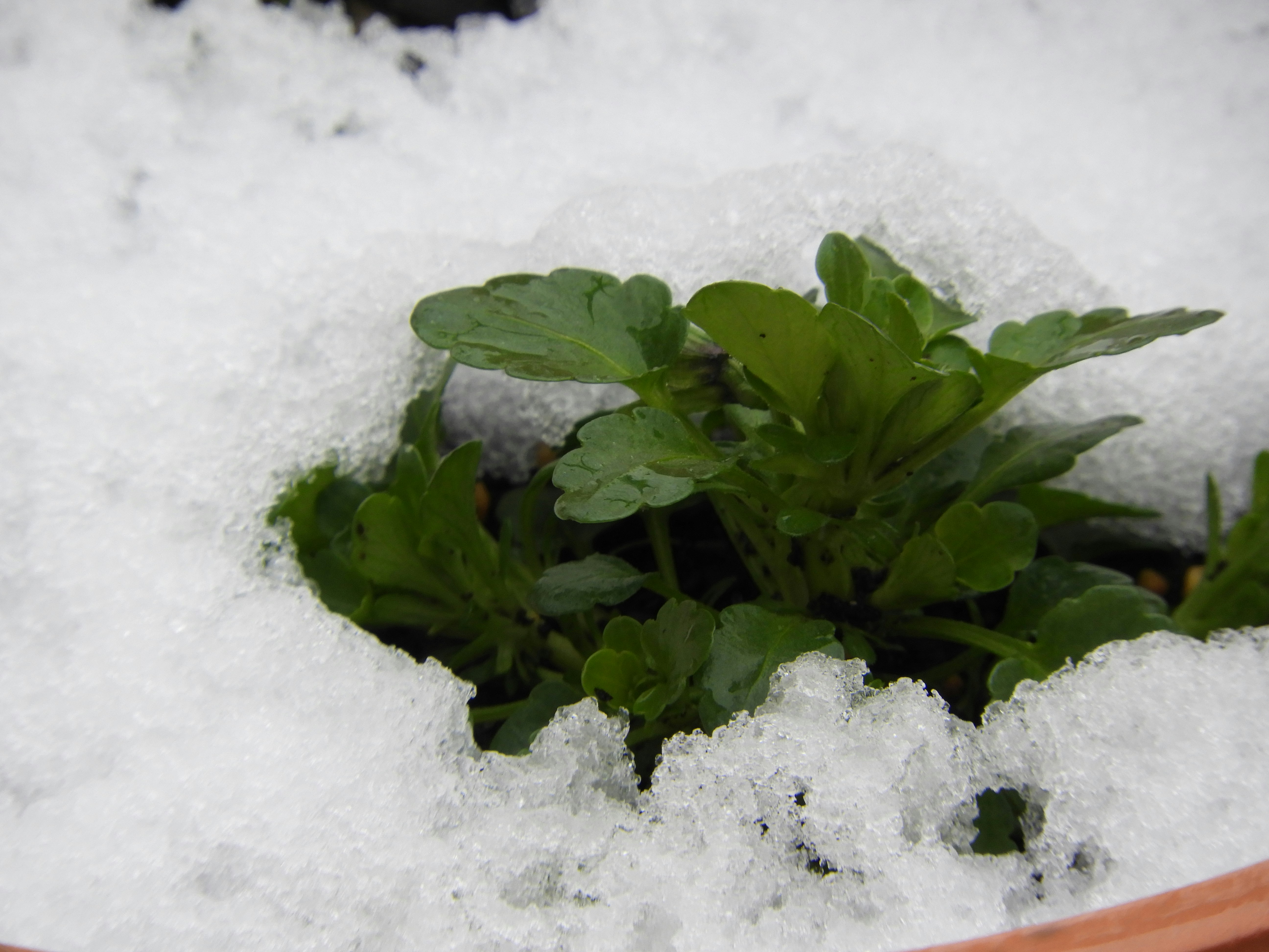 small green plants sprouting on snow