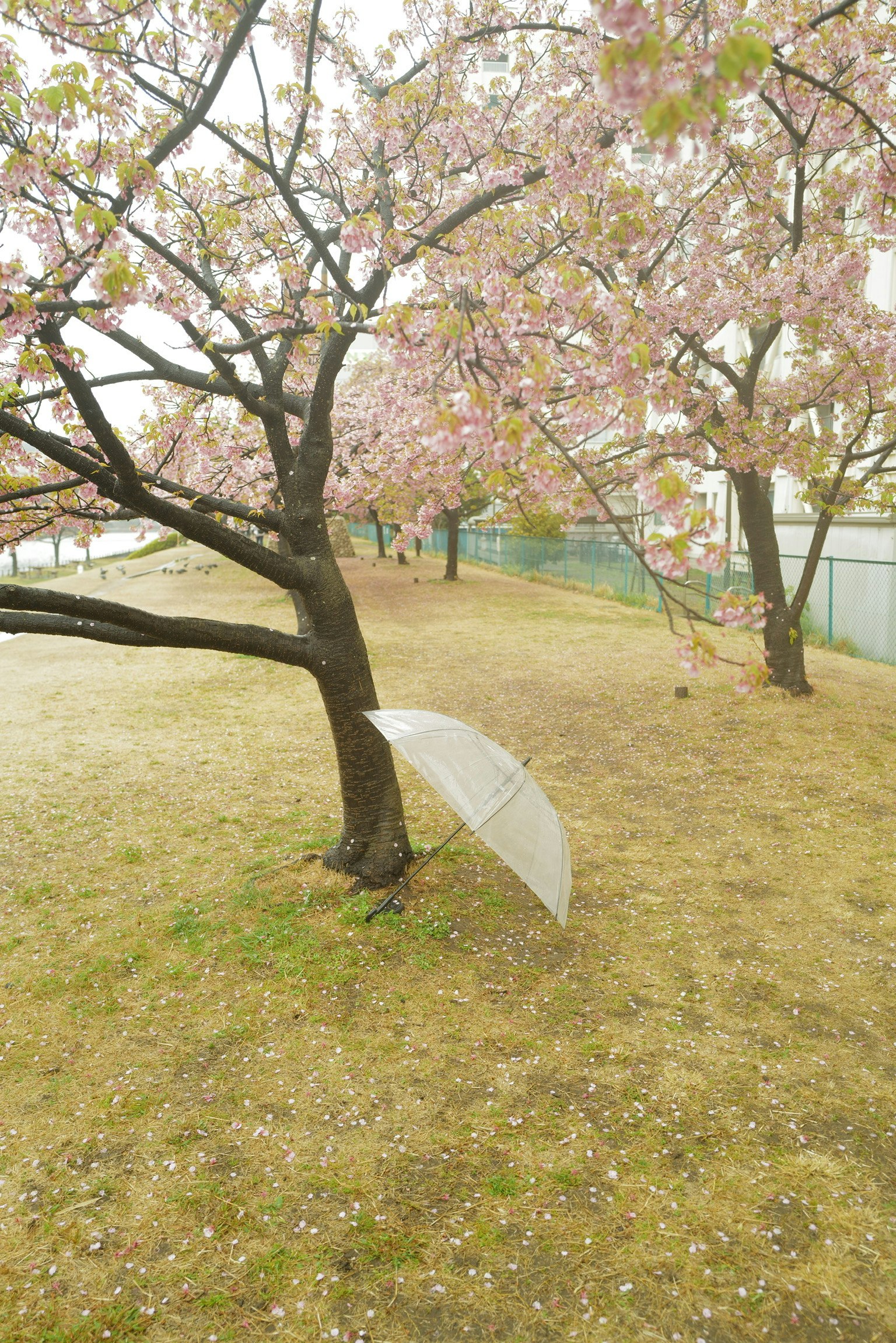 桜の並木と芝生の公園で開いた白い傘のある風景