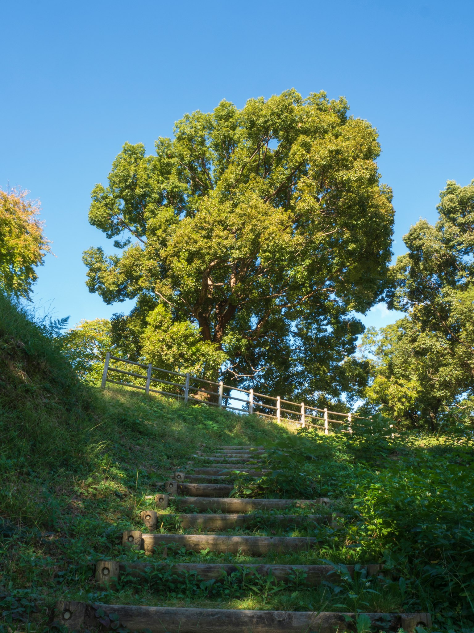 Lush green tree and stone steps under a blue sky