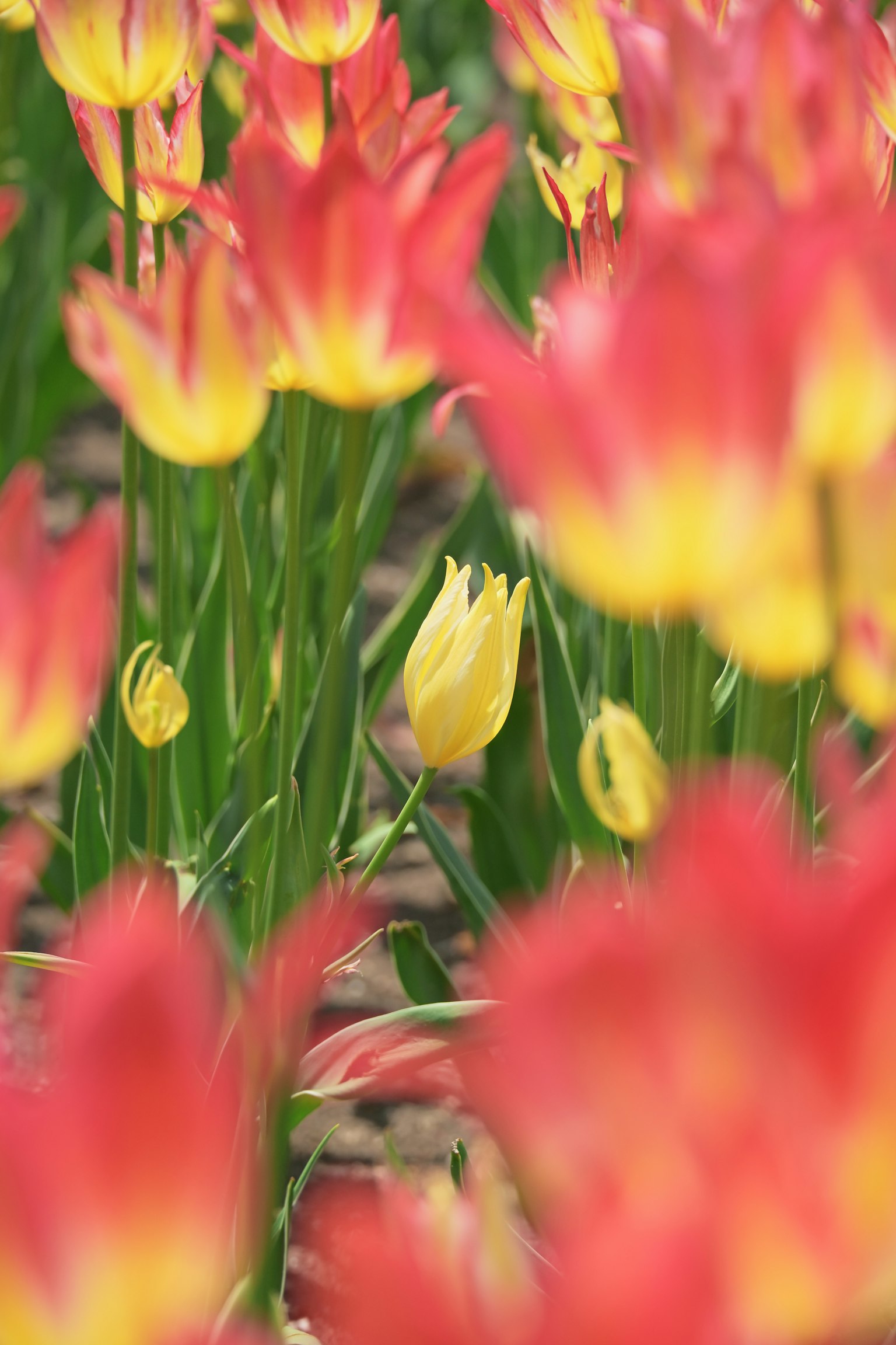 Campo di tulipani colorati con un tulipano giallo in evidenza tra fiori rossi e gialli