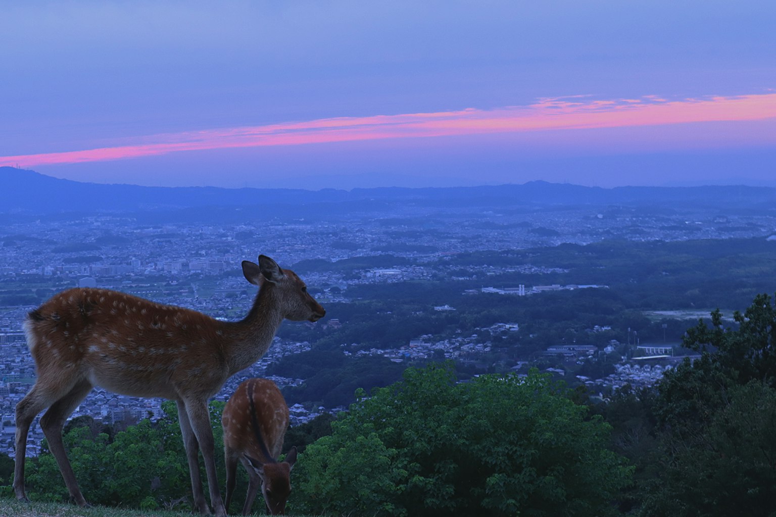 Two deer standing on a hill at dusk with a colorful sky