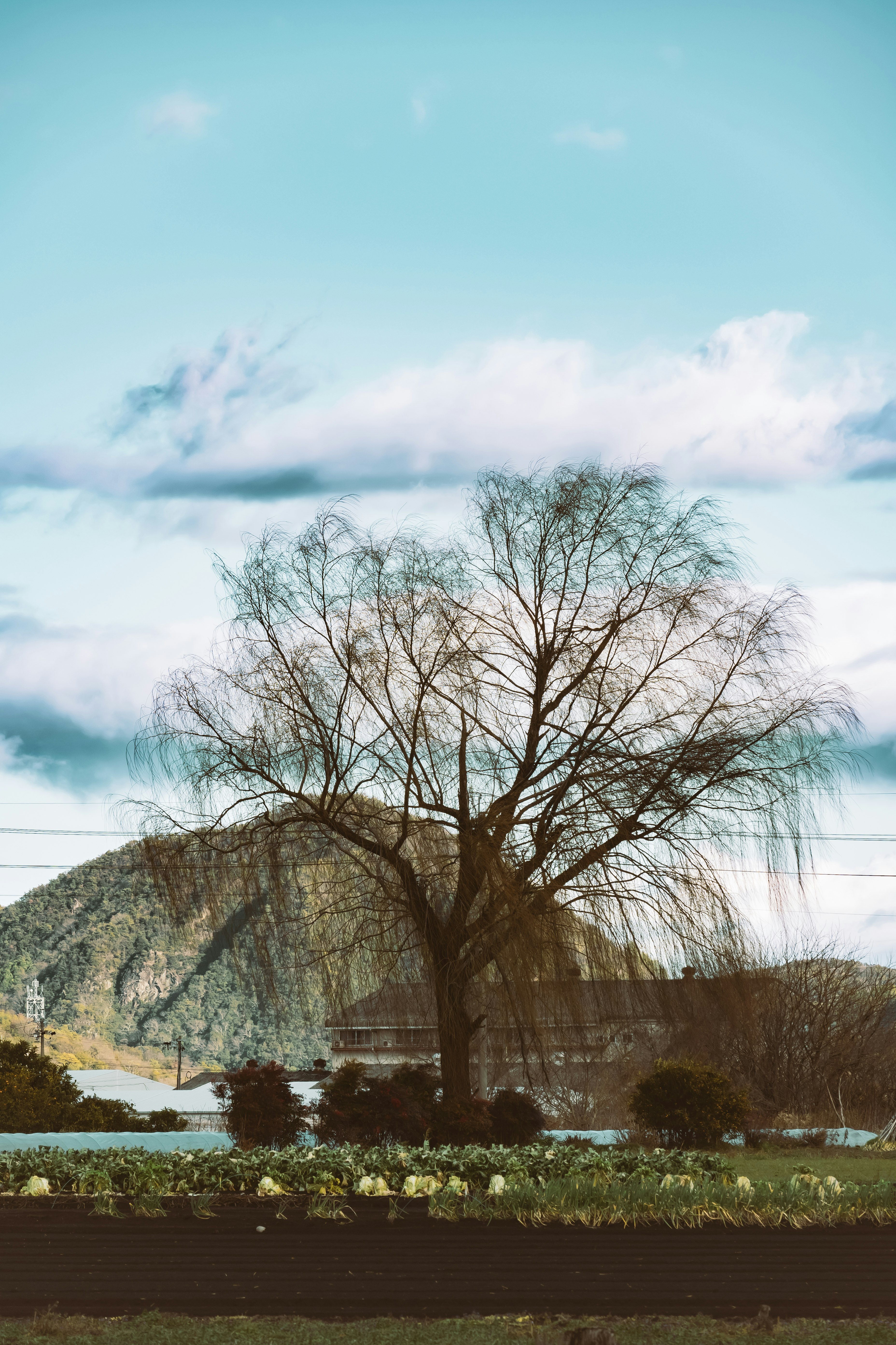 orilla de río con un árbol solitario, montaña rocosa al fondo y cielo azul