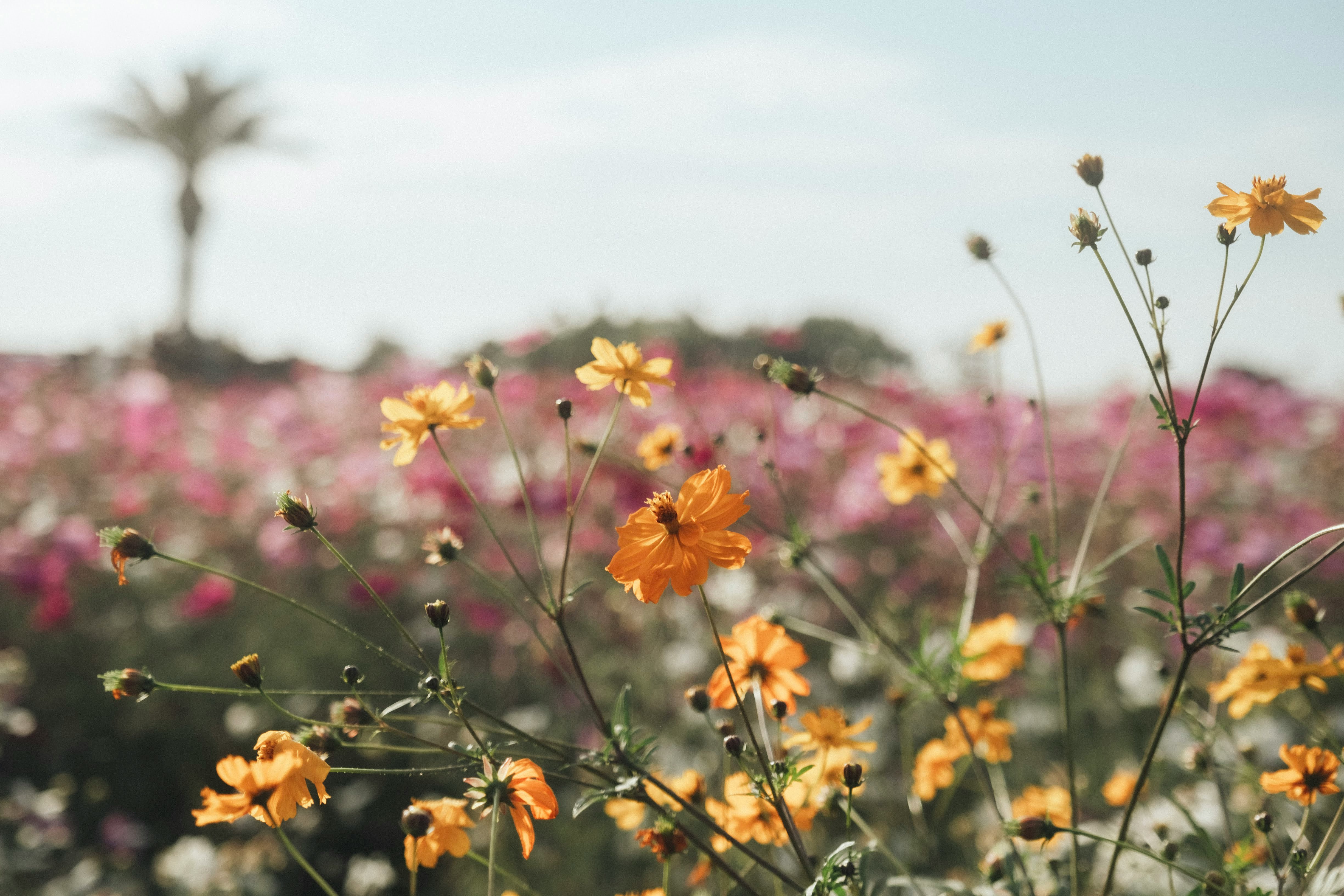 ピンクの花畑とオレンジの花のクローズアップ