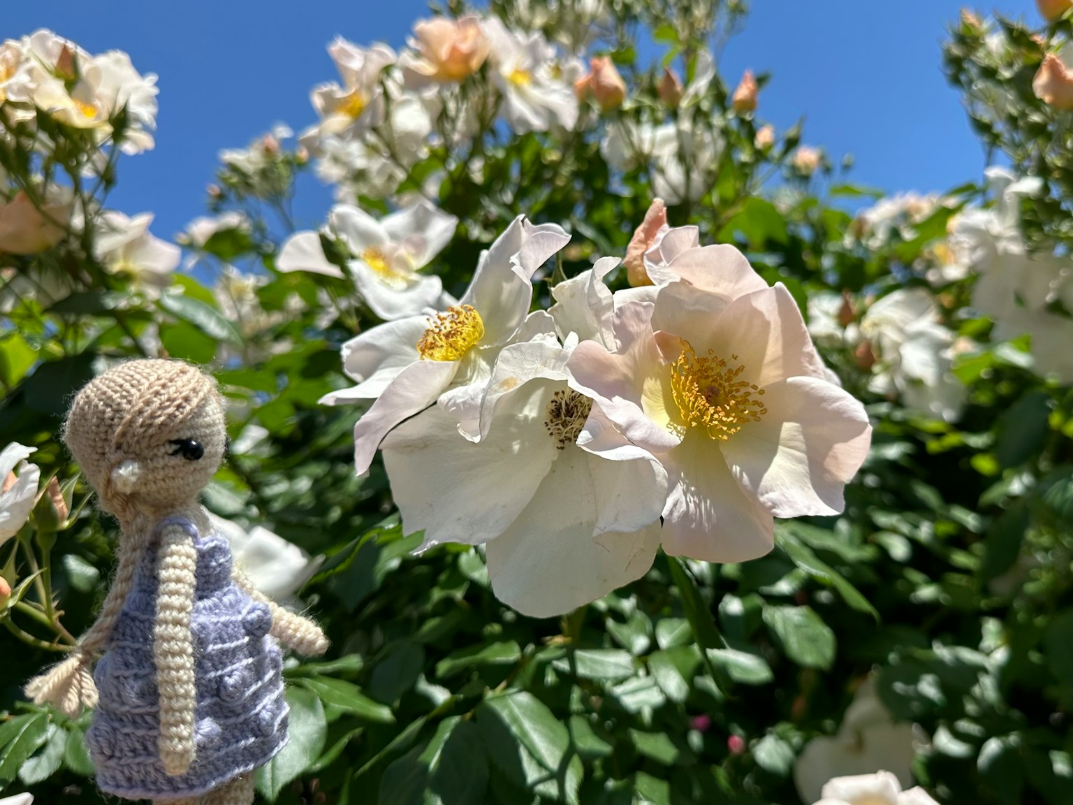 Una pequeña muñeca junto a rosas blancas en un jardín de verano