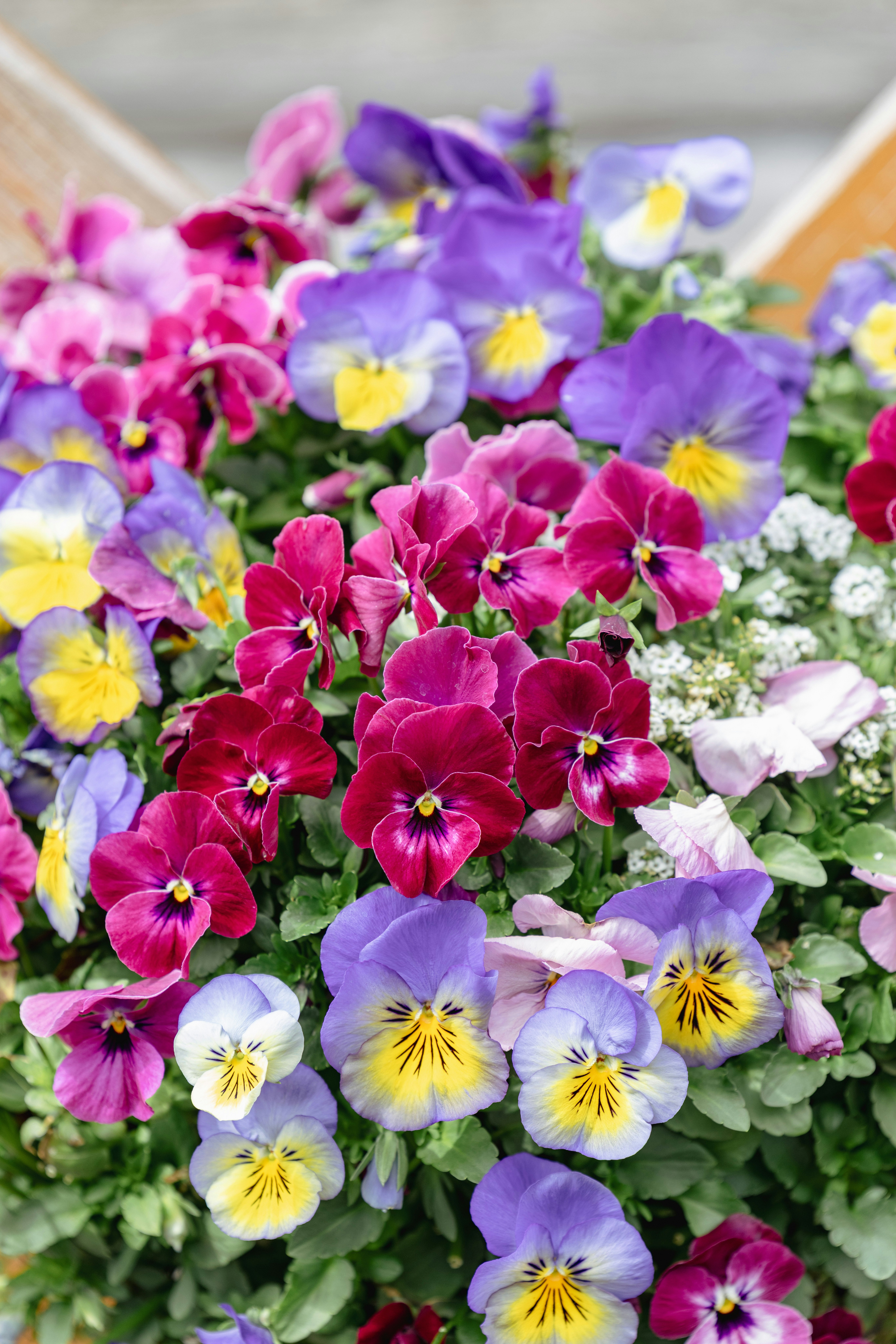 色とりどりのパンジーの花束