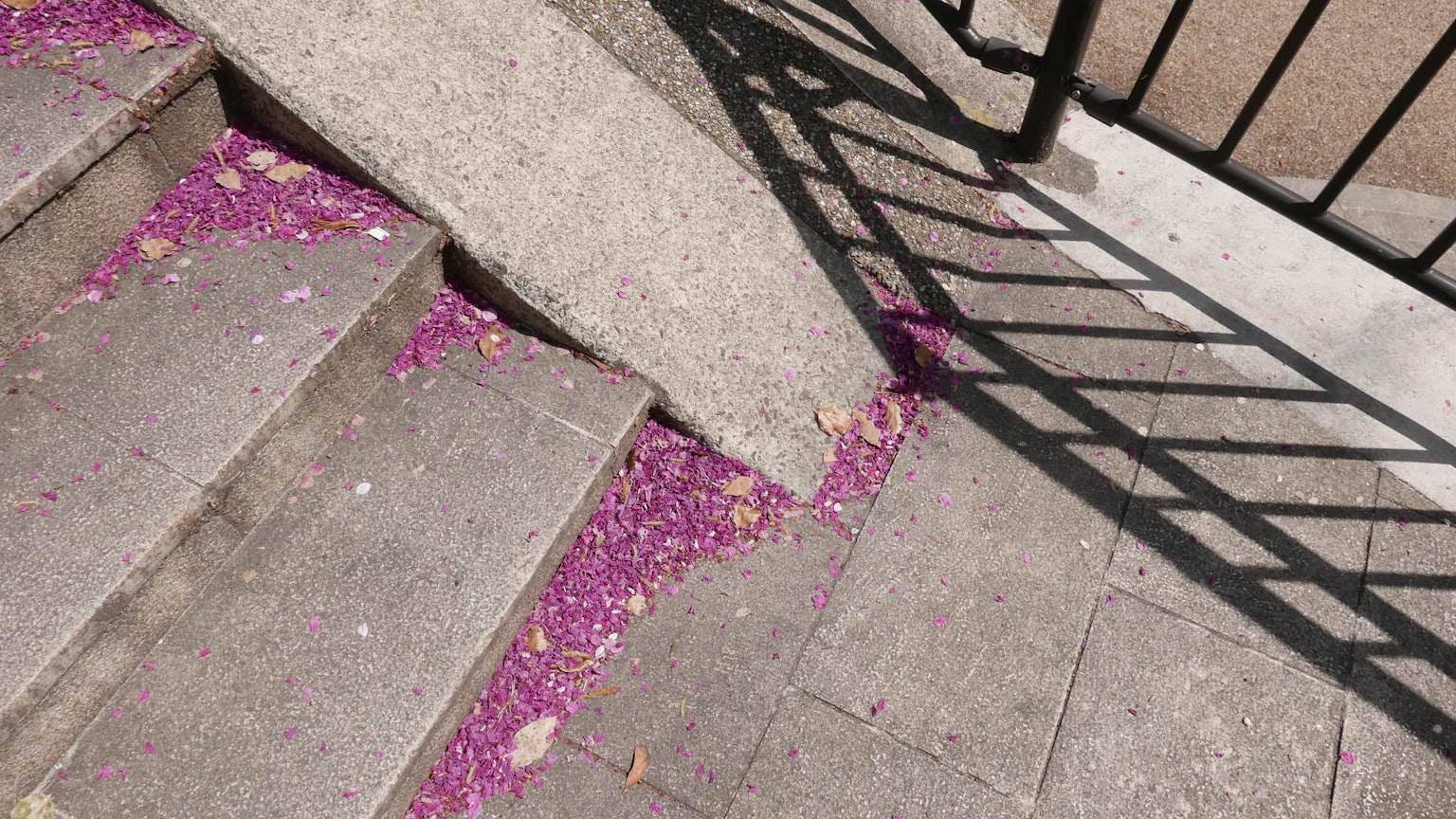 Violette Blütenblätter, die auf Treppen verstreut sind, mit Schattenmustern