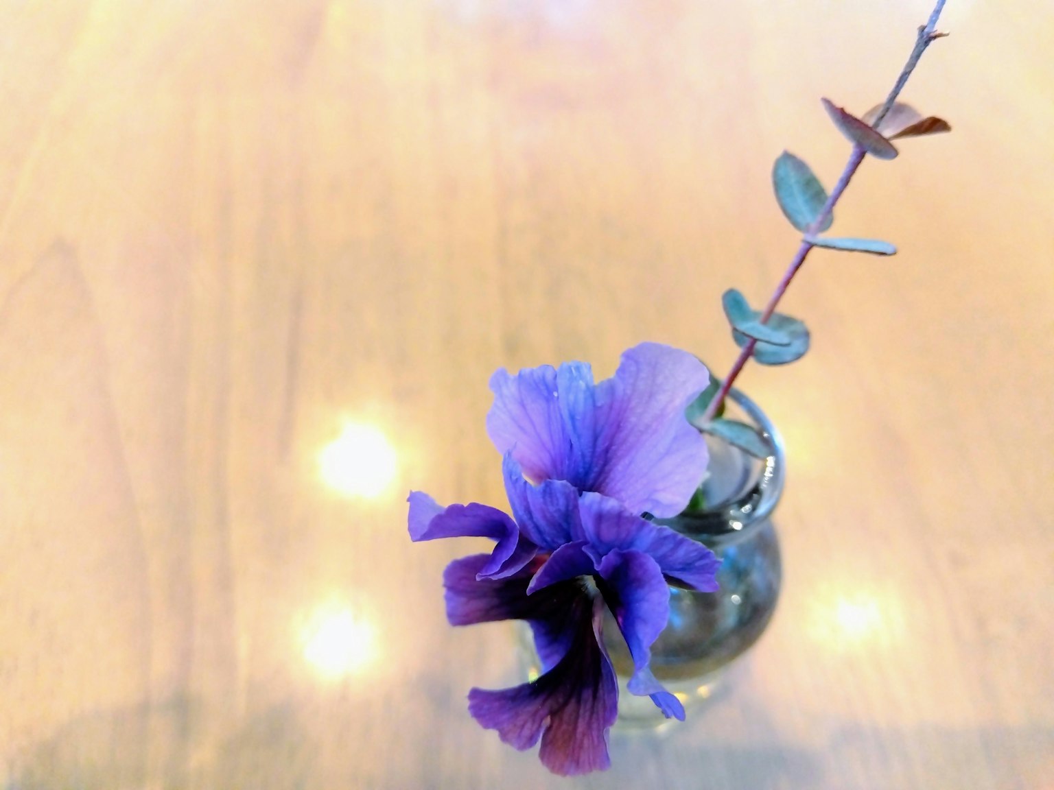 Un petit vase en verre contenant une fleur violette et des feuilles vertes