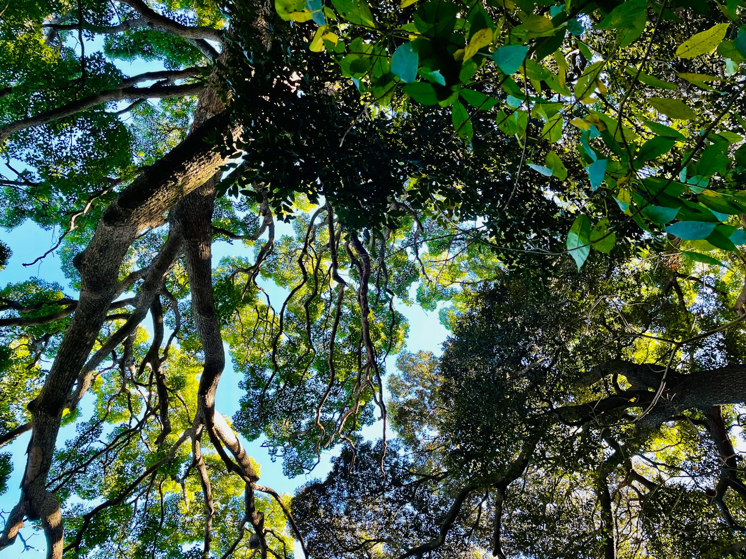 Pemandangan indah daun dan cabang pohon yang bersilangan