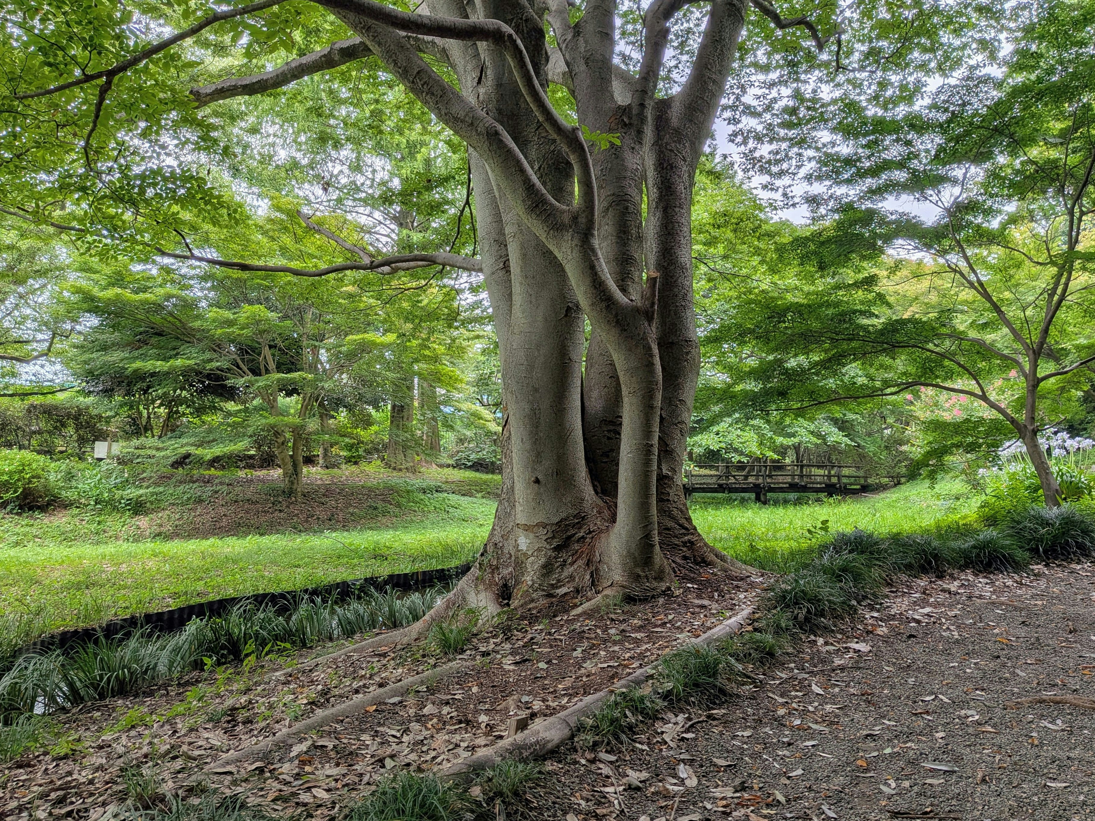公園の樹木の幹にとどまるカタツムリとアガパンサスの花
