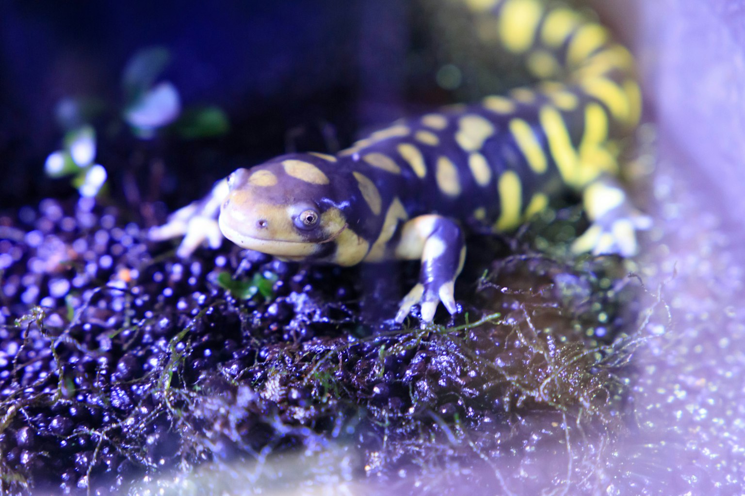 A salamander with black and yellow spots resting on moss