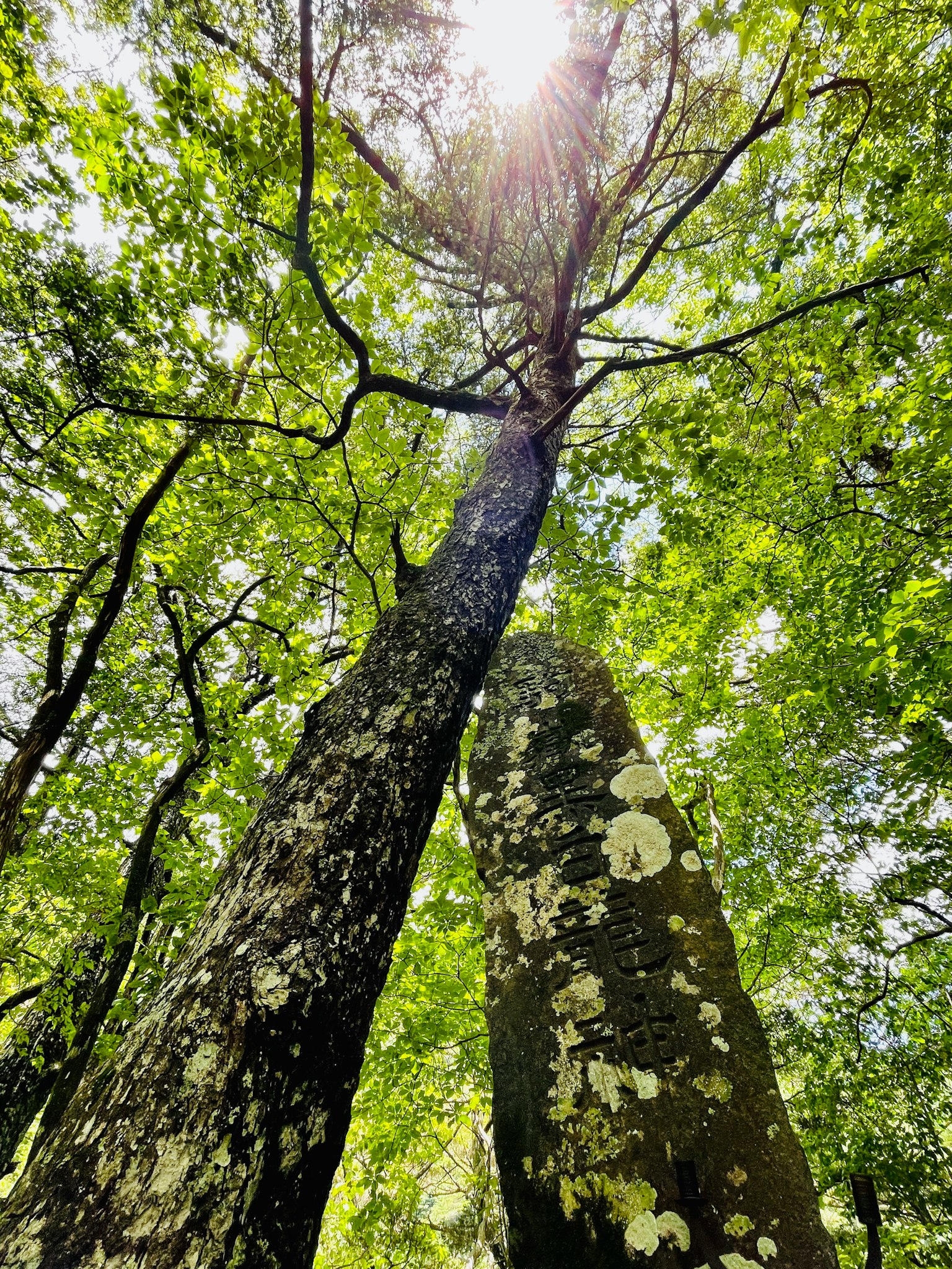 Two trees intersecting in a lush green forest with sunlight filtering through