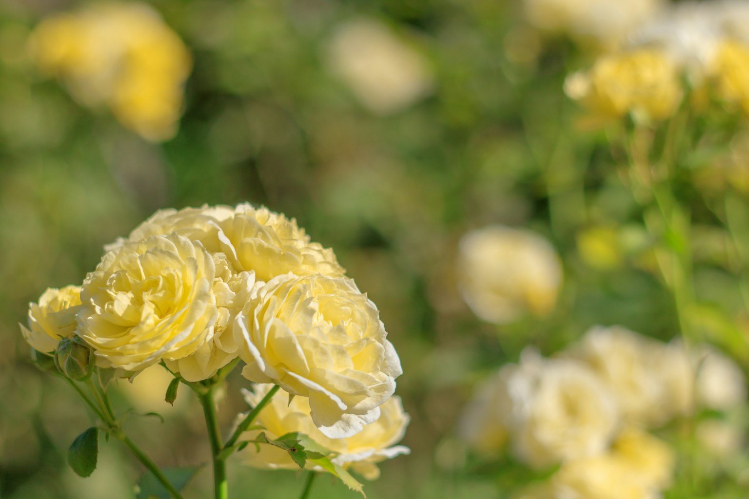 Nahaufnahme von gelben Rosenblüten vor einem verschwommenen Gartenhintergrund