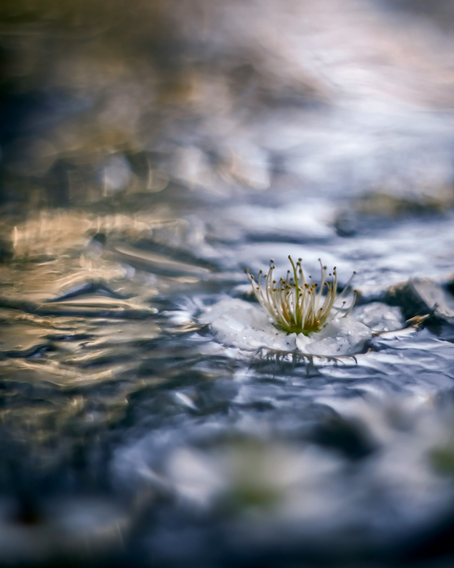 Eine zarte weiße Blume mit grünen Blättern, die auf der Wasseroberfläche schwimmt