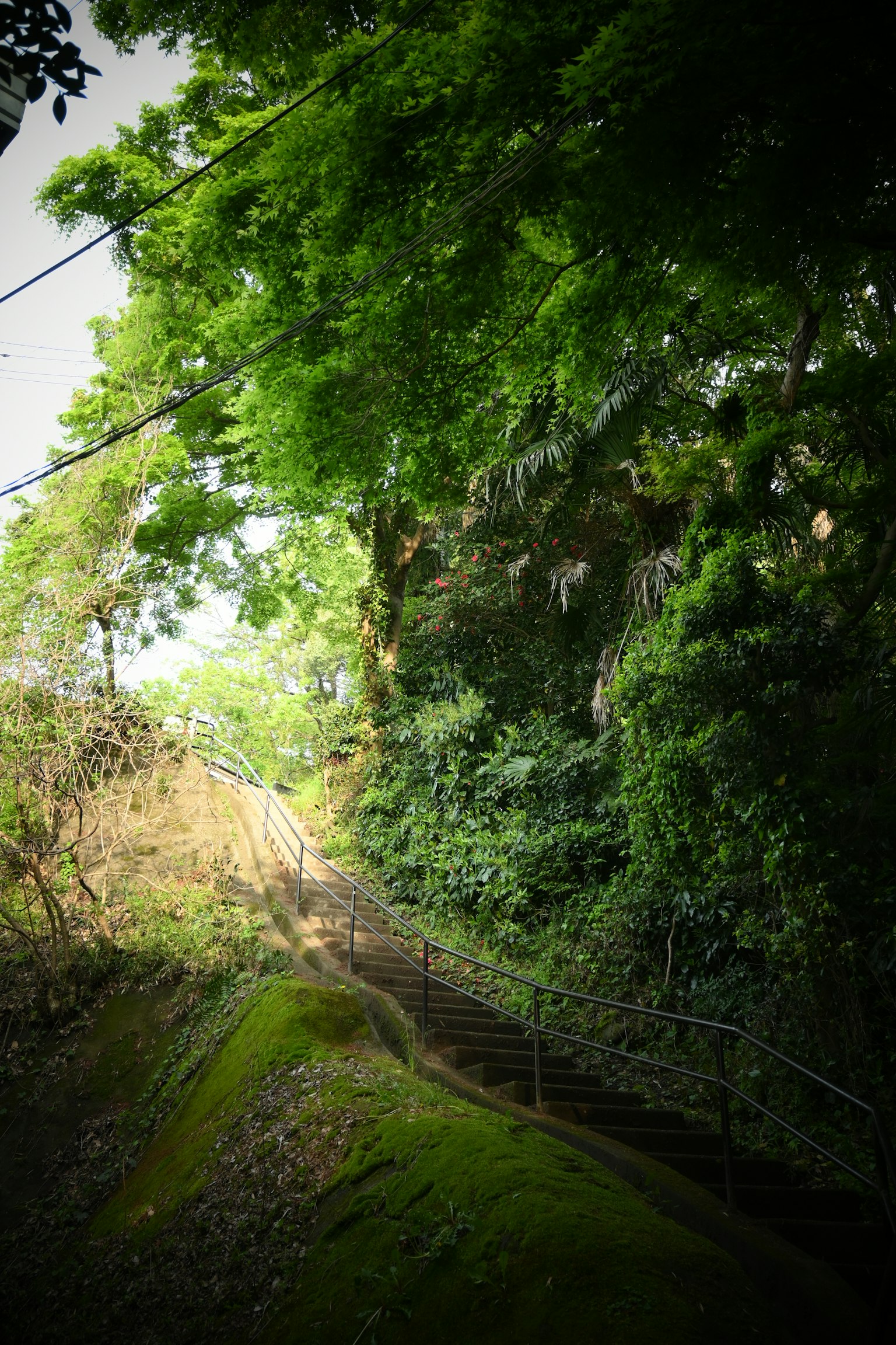 Sentiero panoramico circondato da vegetazione lussureggiante