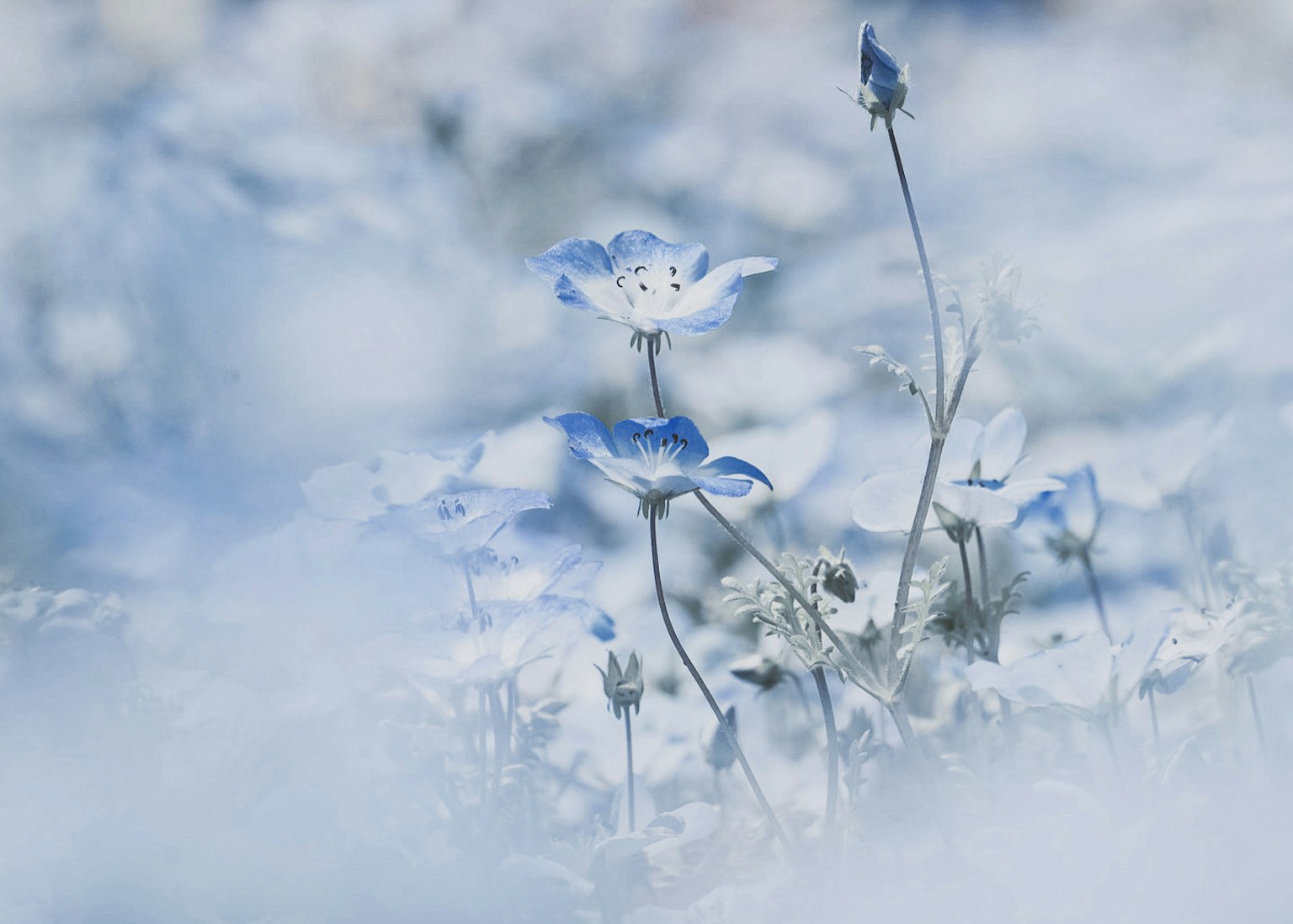 A dreamy landscape featuring delicate blue flowers against a soft background