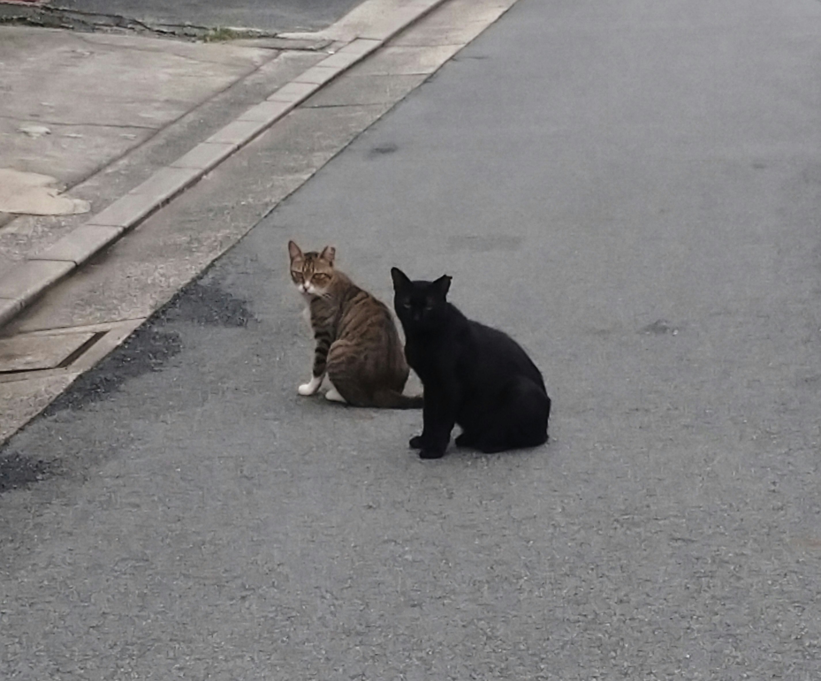 街上并排坐着的两只救助猫