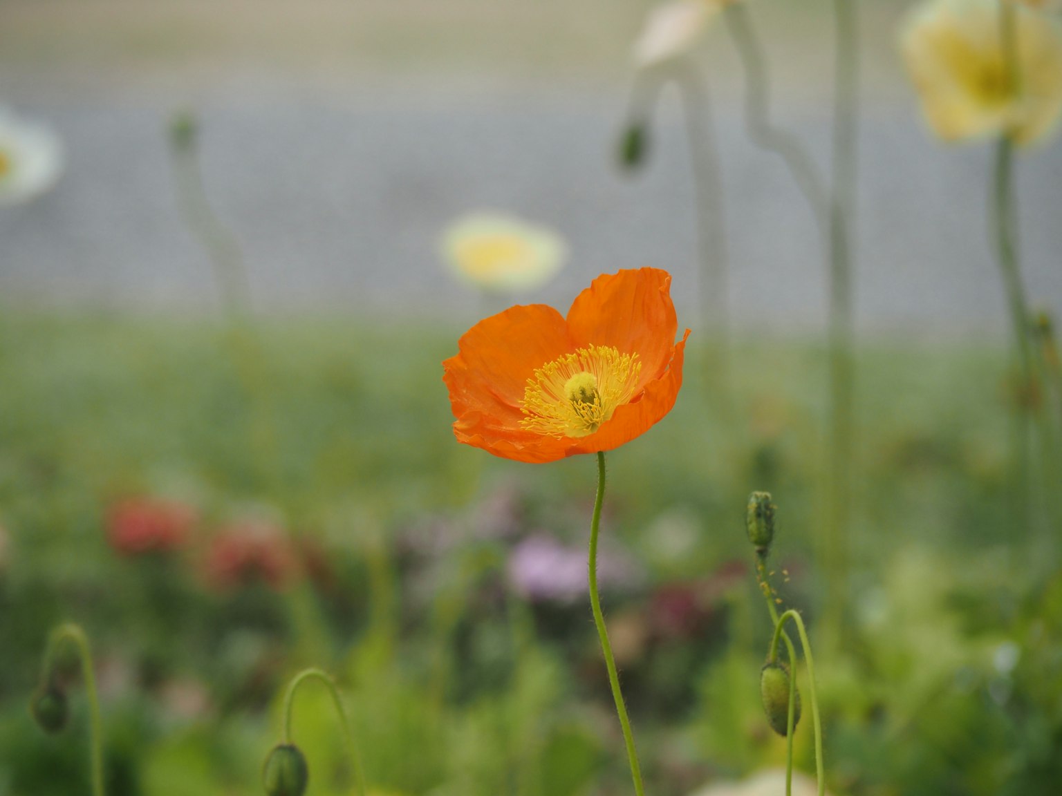 Fleur de pavot orange vif en fleur avec des fleurs colorées en arrière-plan