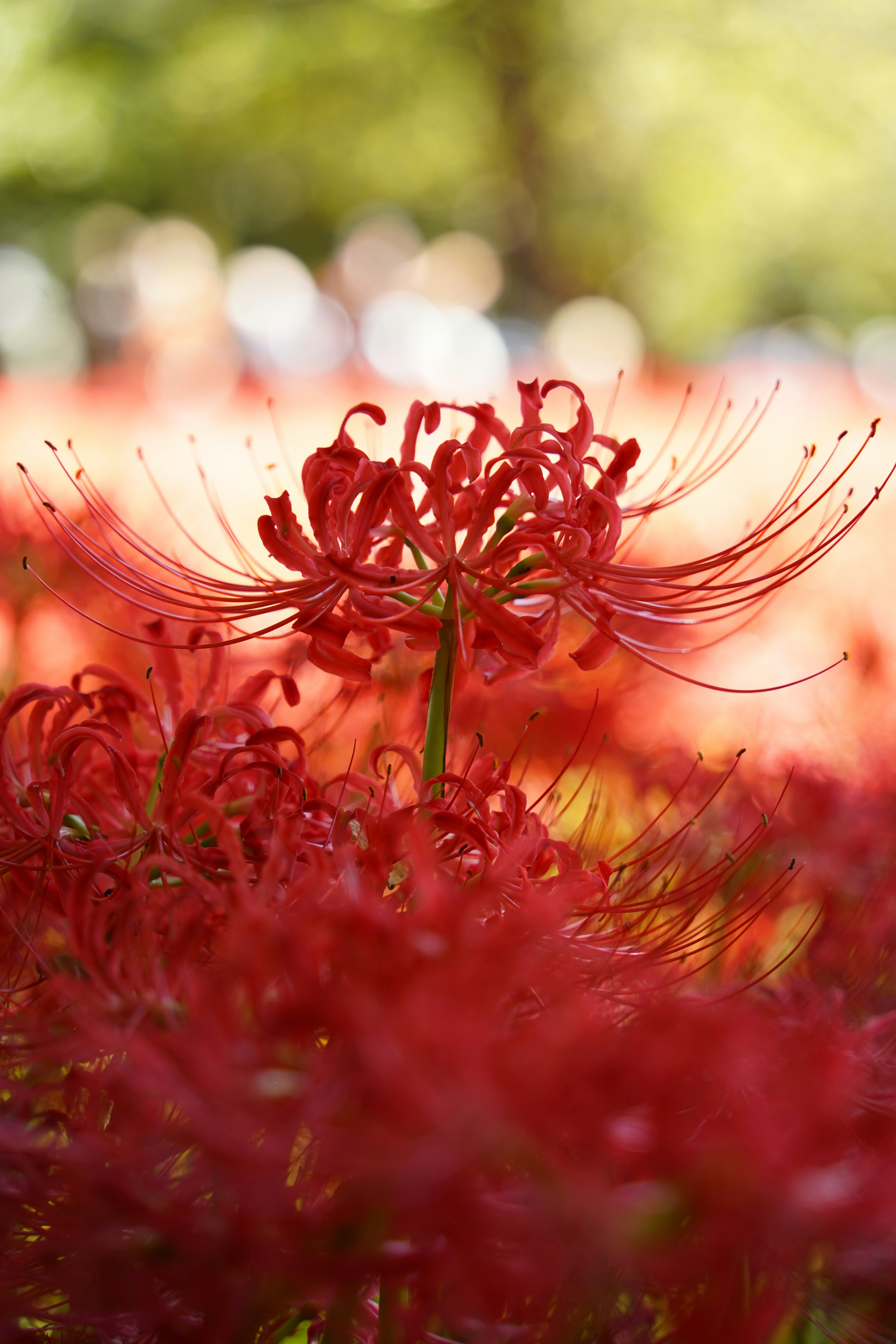 赤い彼岸花の群生と細い花糸が揺れる草むら