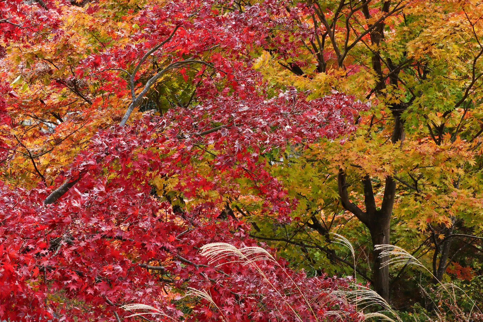 Herbstlandschaft lebendige rote und gelbe Blätter in der Natur vermischt