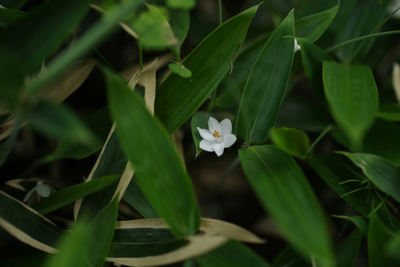 Une fleur blanche fleurissant parmi des feuilles vertes