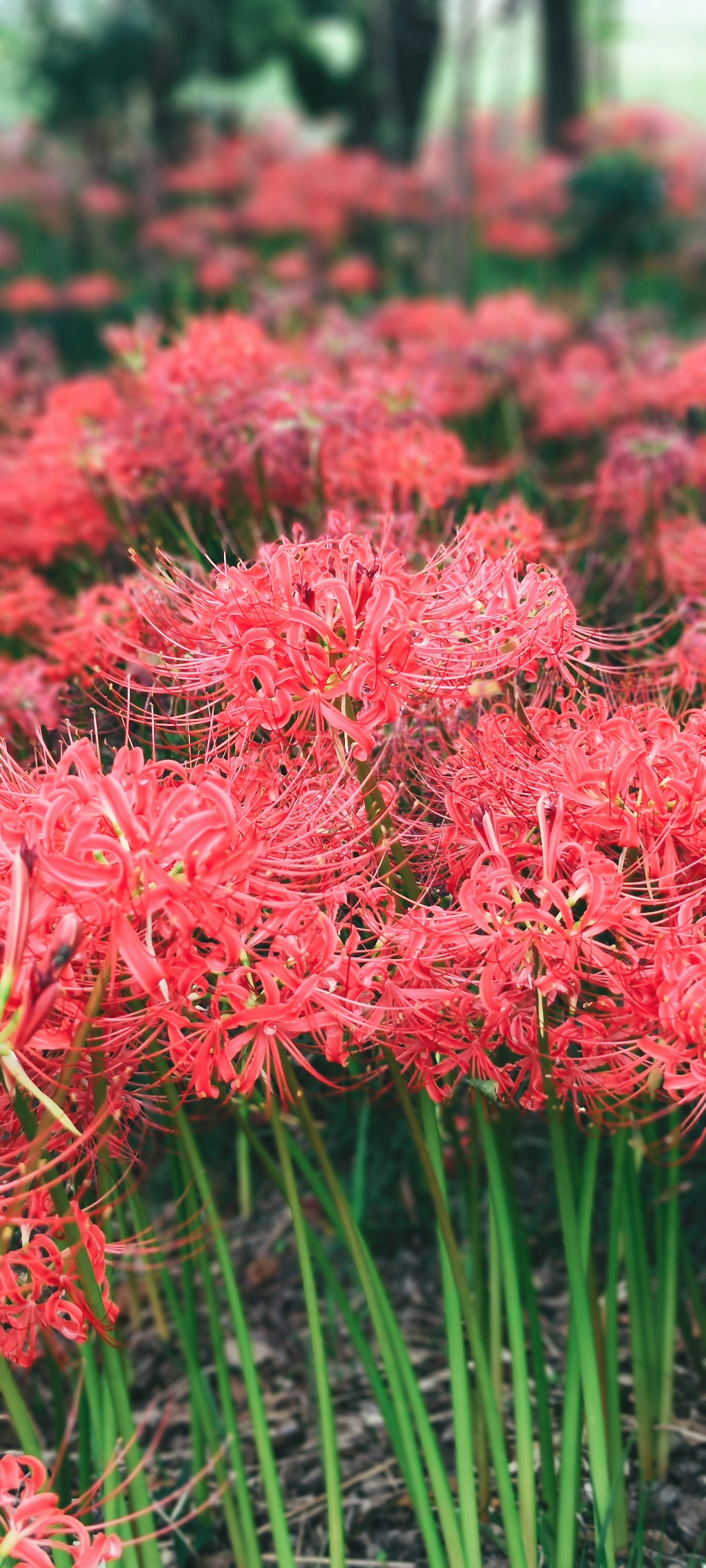 Pemandangan indah bunga lily laba-laba merah yang mekar melimpah di atas batang hijau