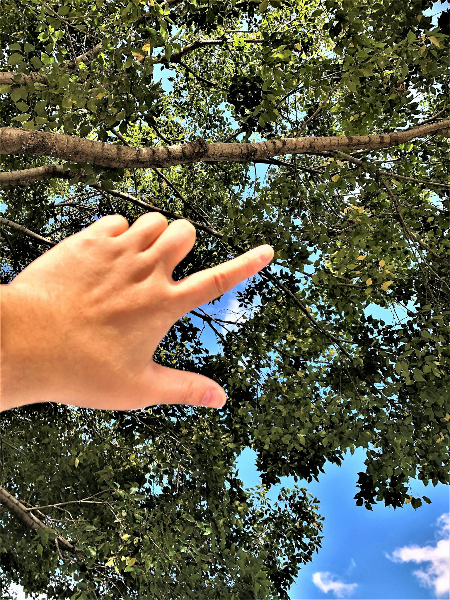 Mano che forma una figura contro un cielo blu e foglie di albero