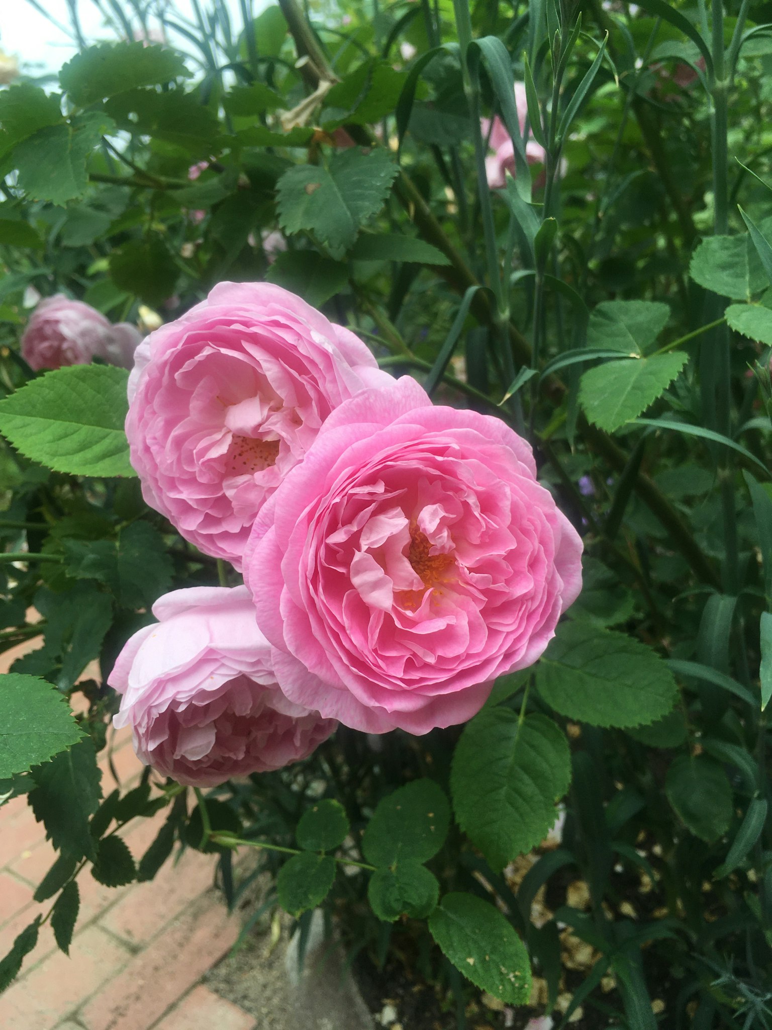 Pink roses blooming among lush green leaves