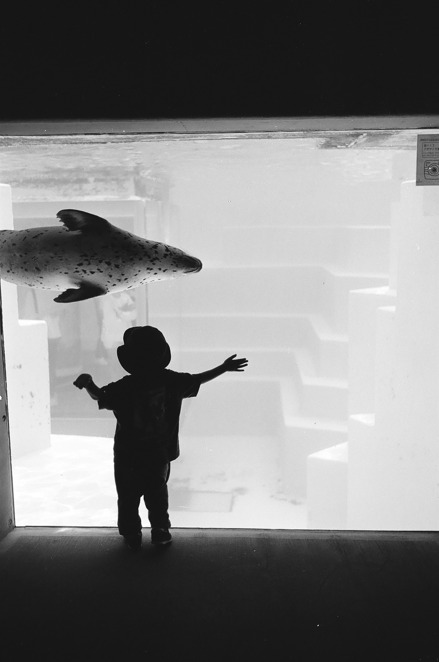 Silhouette of a child looking up at a seal through aquarium glass