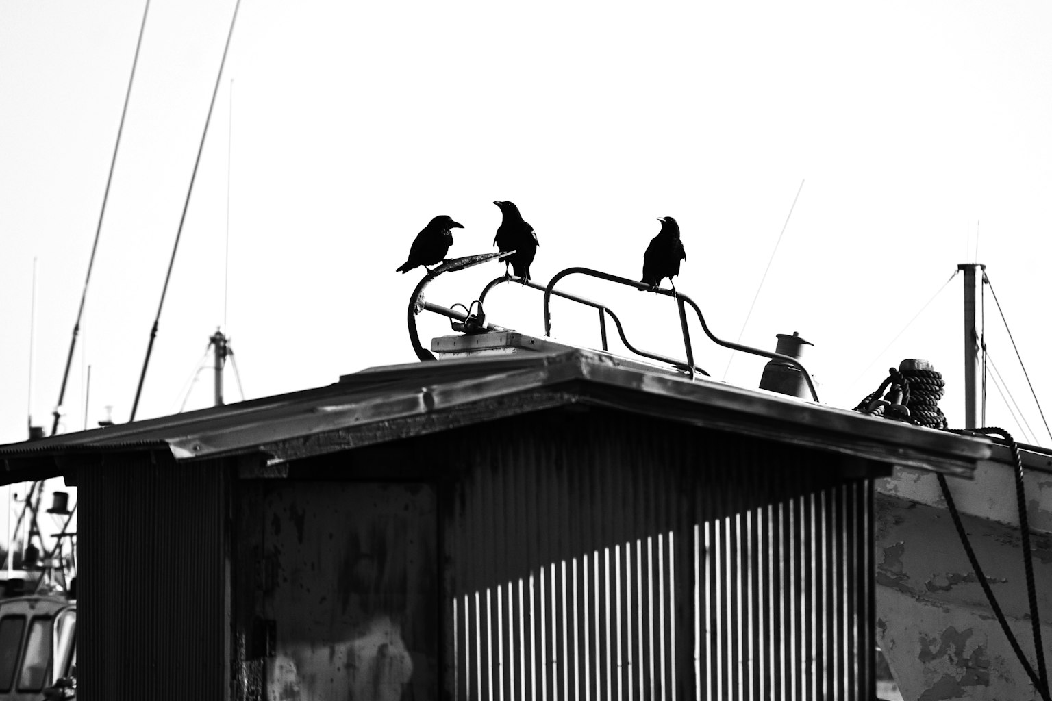 Oiseaux noirs perchés sur un toit avec une personne en arrière-plan