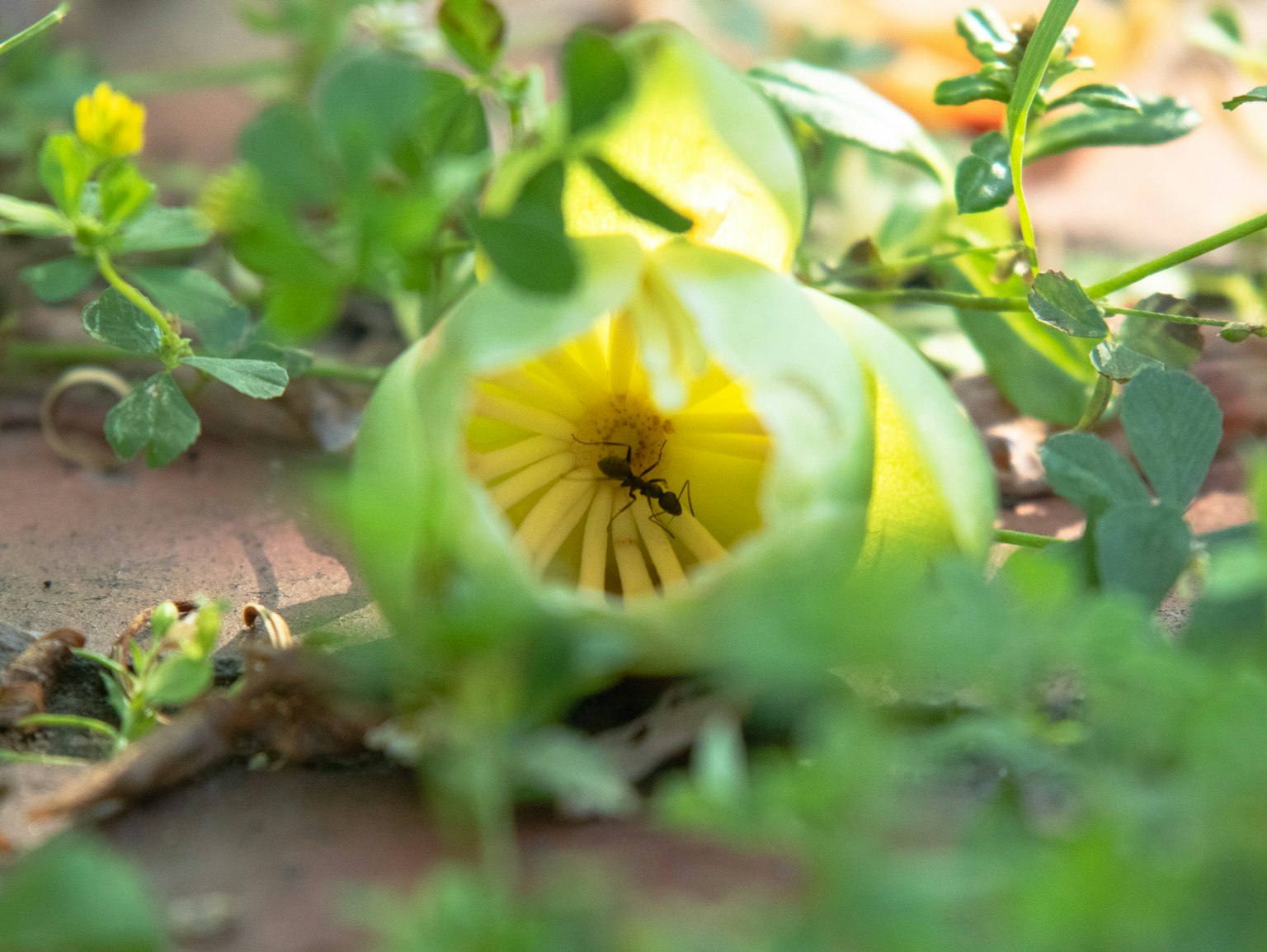 特写的黄色花朵内部有昆虫，周围是绿色叶子
