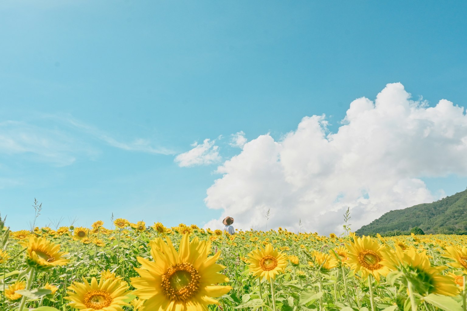 Sunflower field under a blue sky with fluffy white clouds