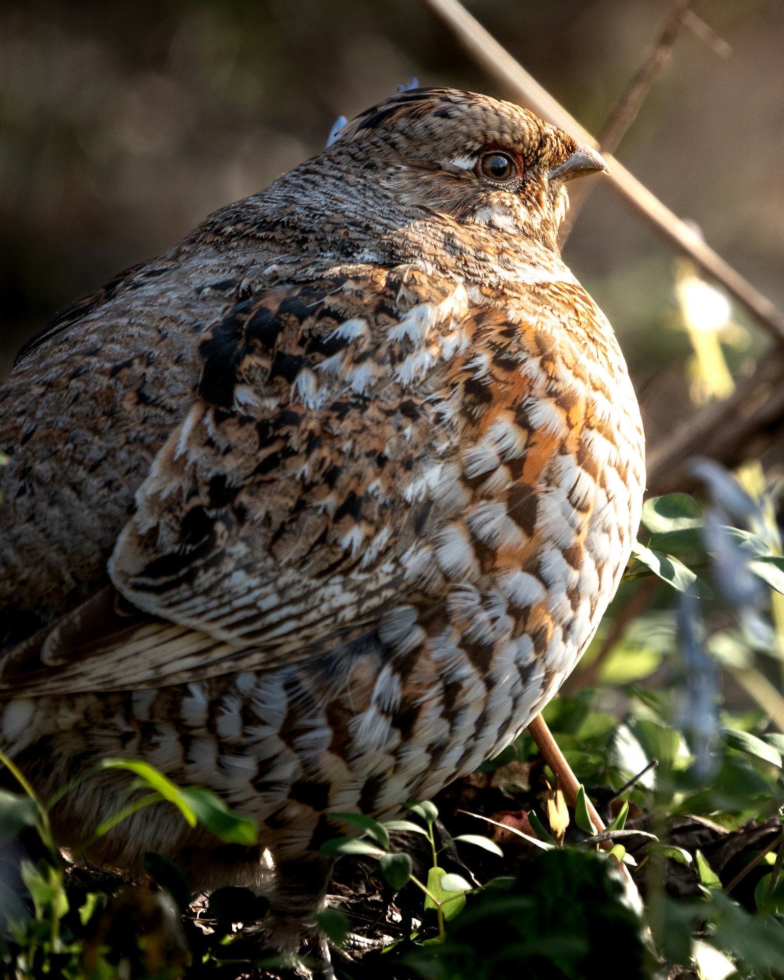 Ein kleiner Vogel mit lebhaftem Gefieder, der im Gras versteckt ist