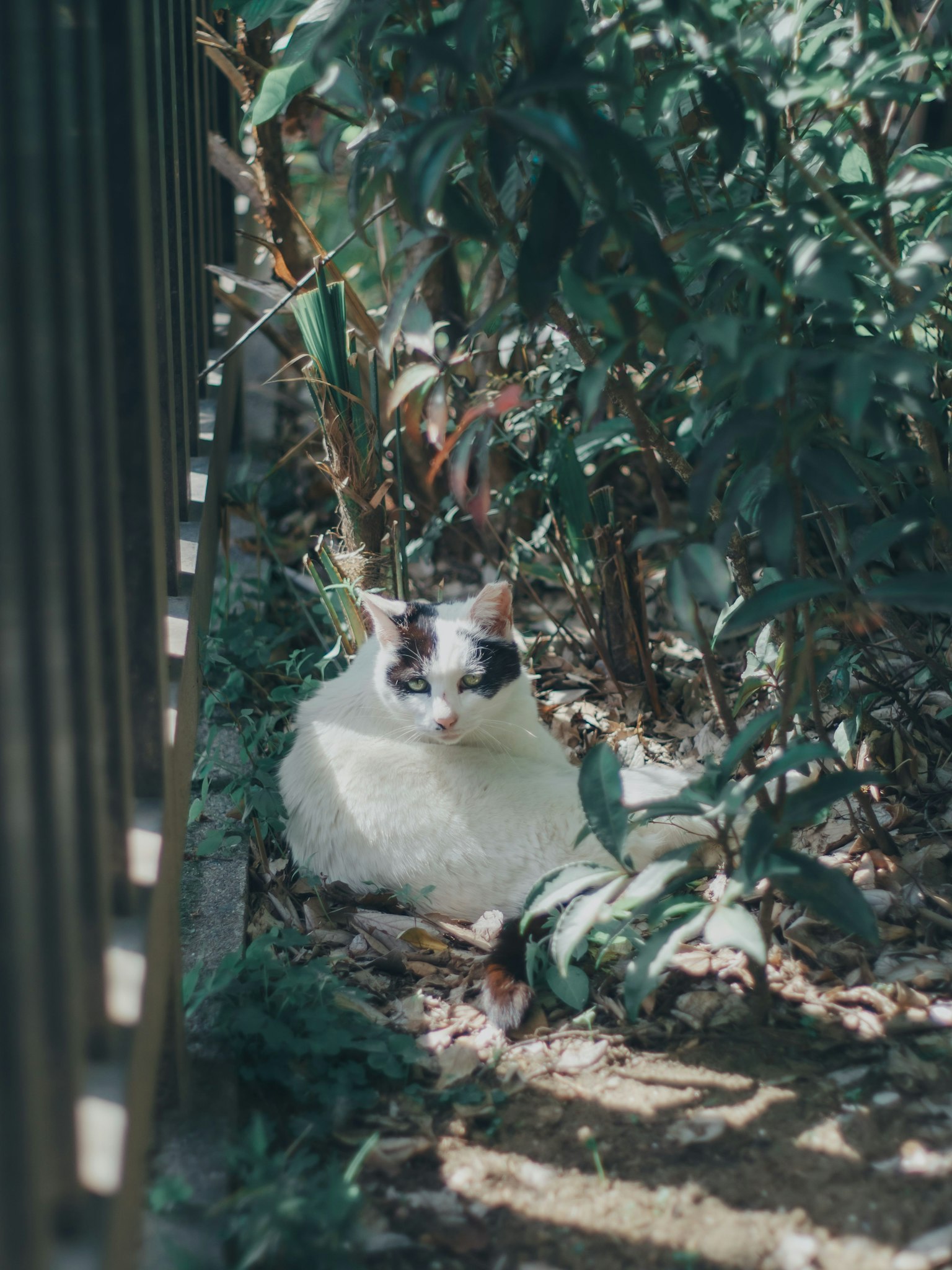 緑の植物の間にいる白い猫の写真